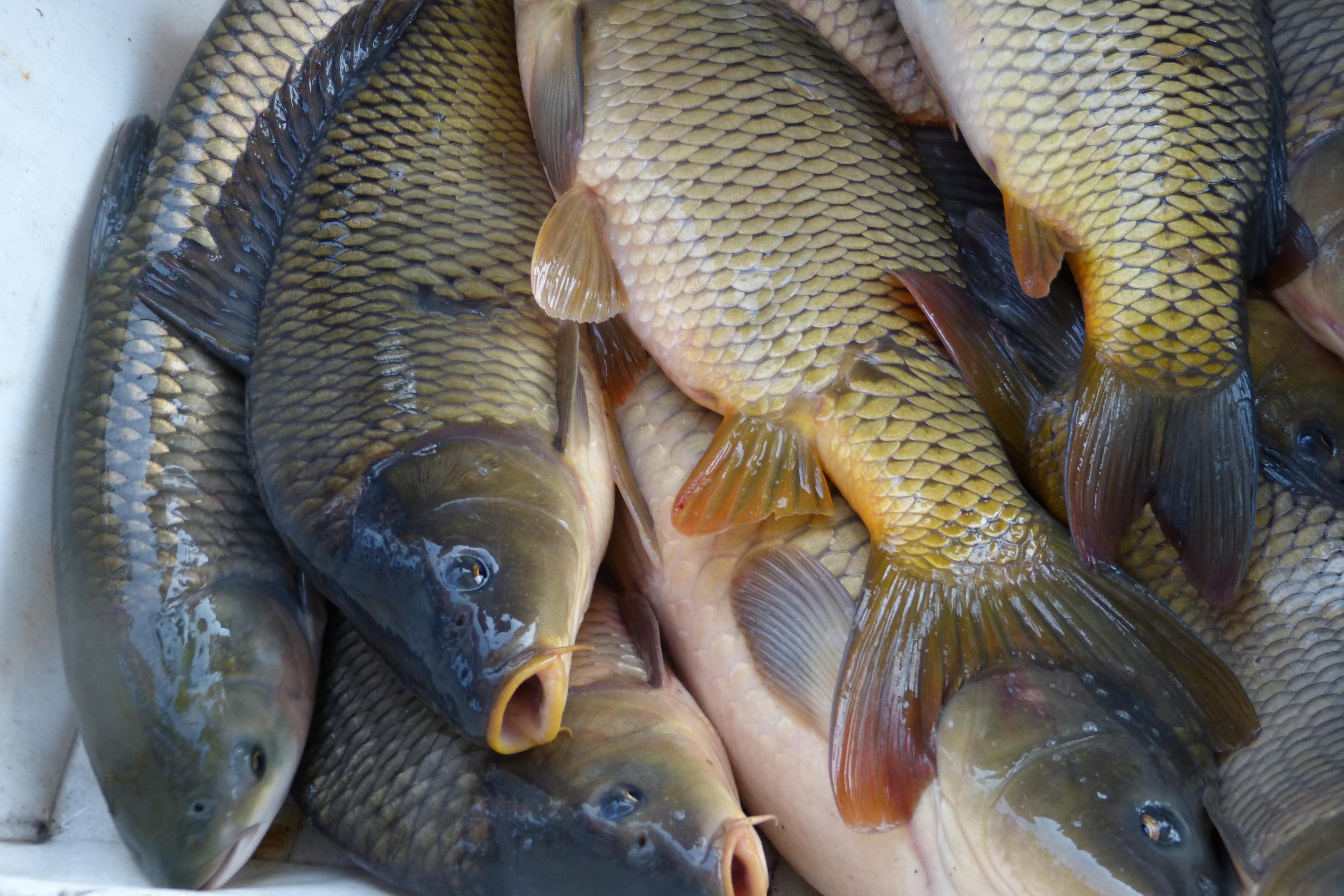 Rybářství Hluboká cz. s.r.o.