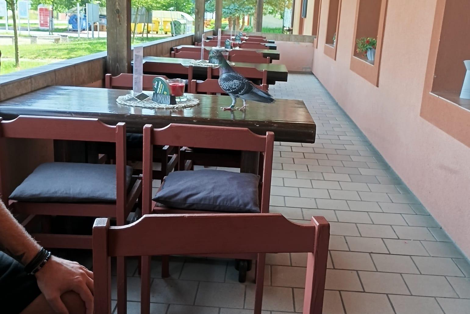 Hospůdka a Penzion Rapšach