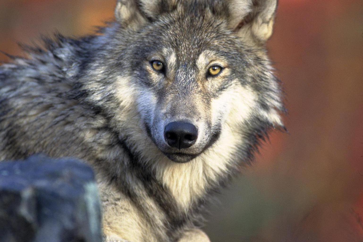 František Sklenář