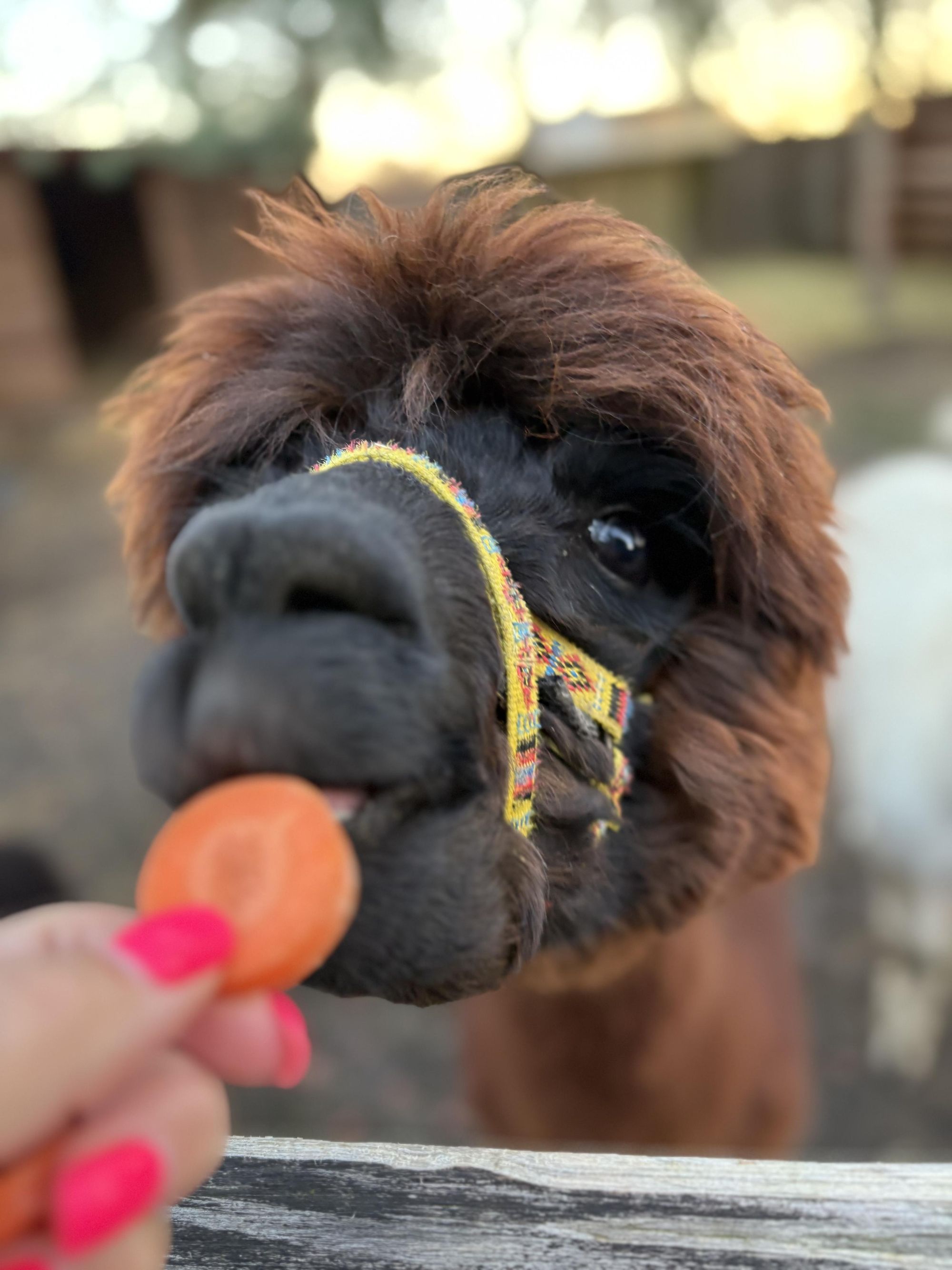 DVŮR STUPICE foto 3