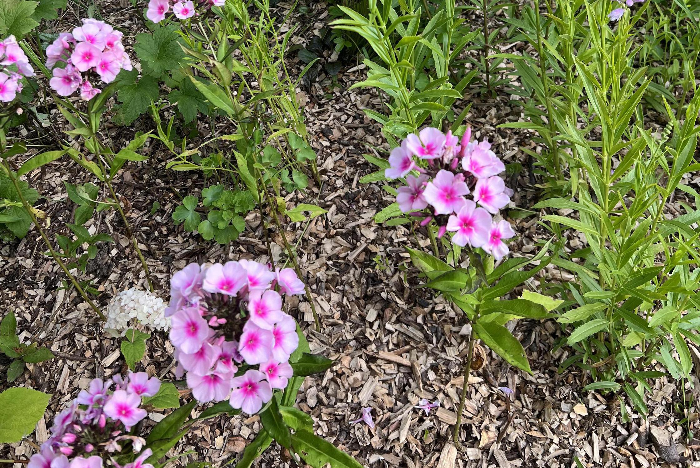 Jan Kučera - Ve větvích