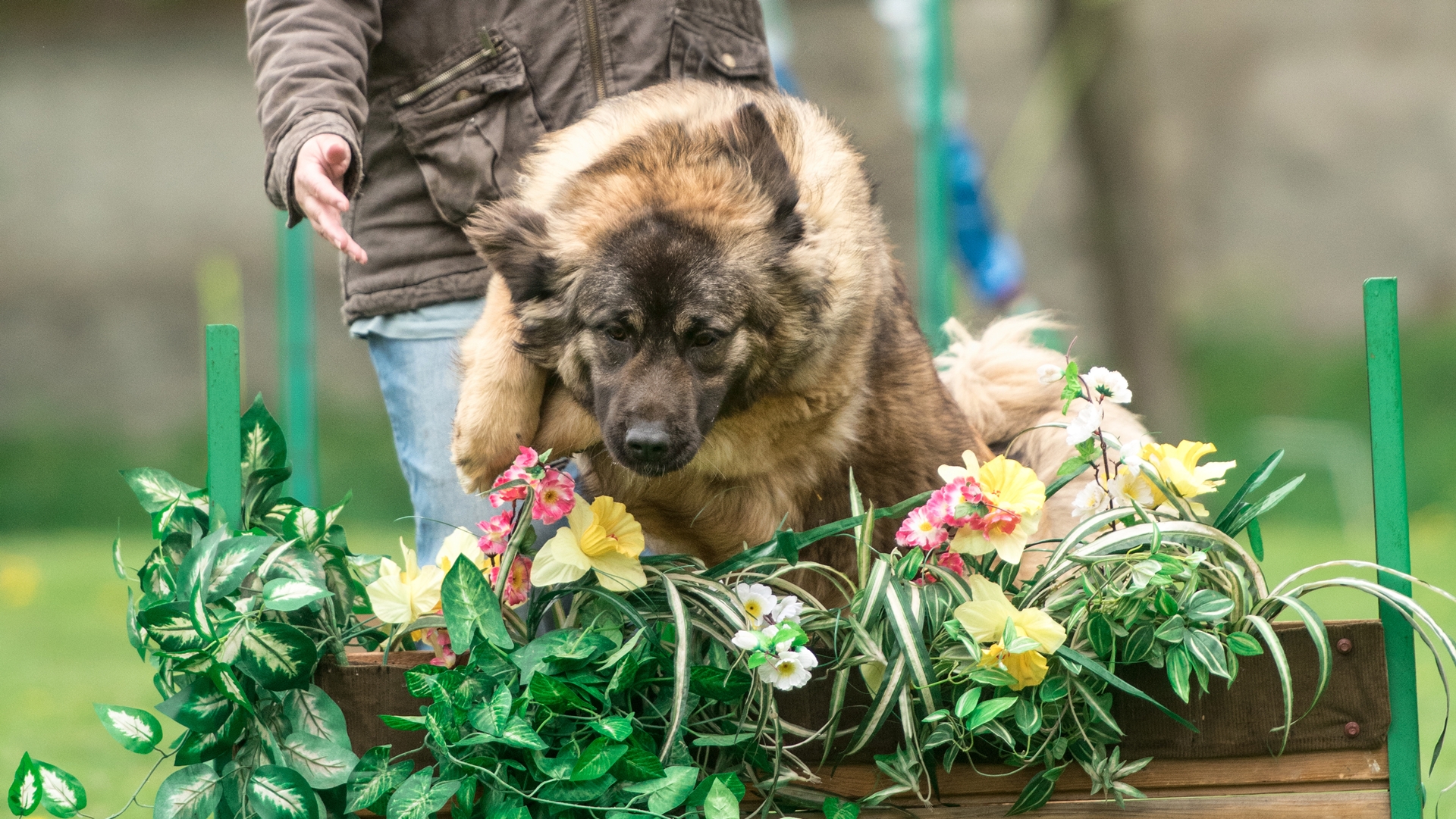 Trénování pracovních kavkazský psů