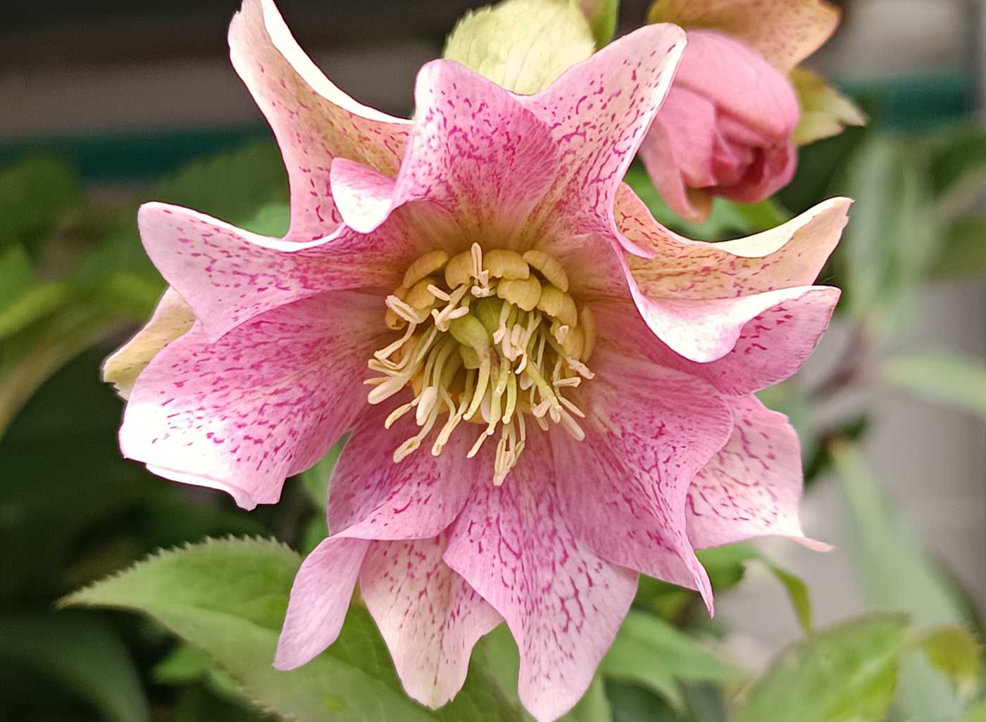 Zahradnické centrum Jelínek foto 6