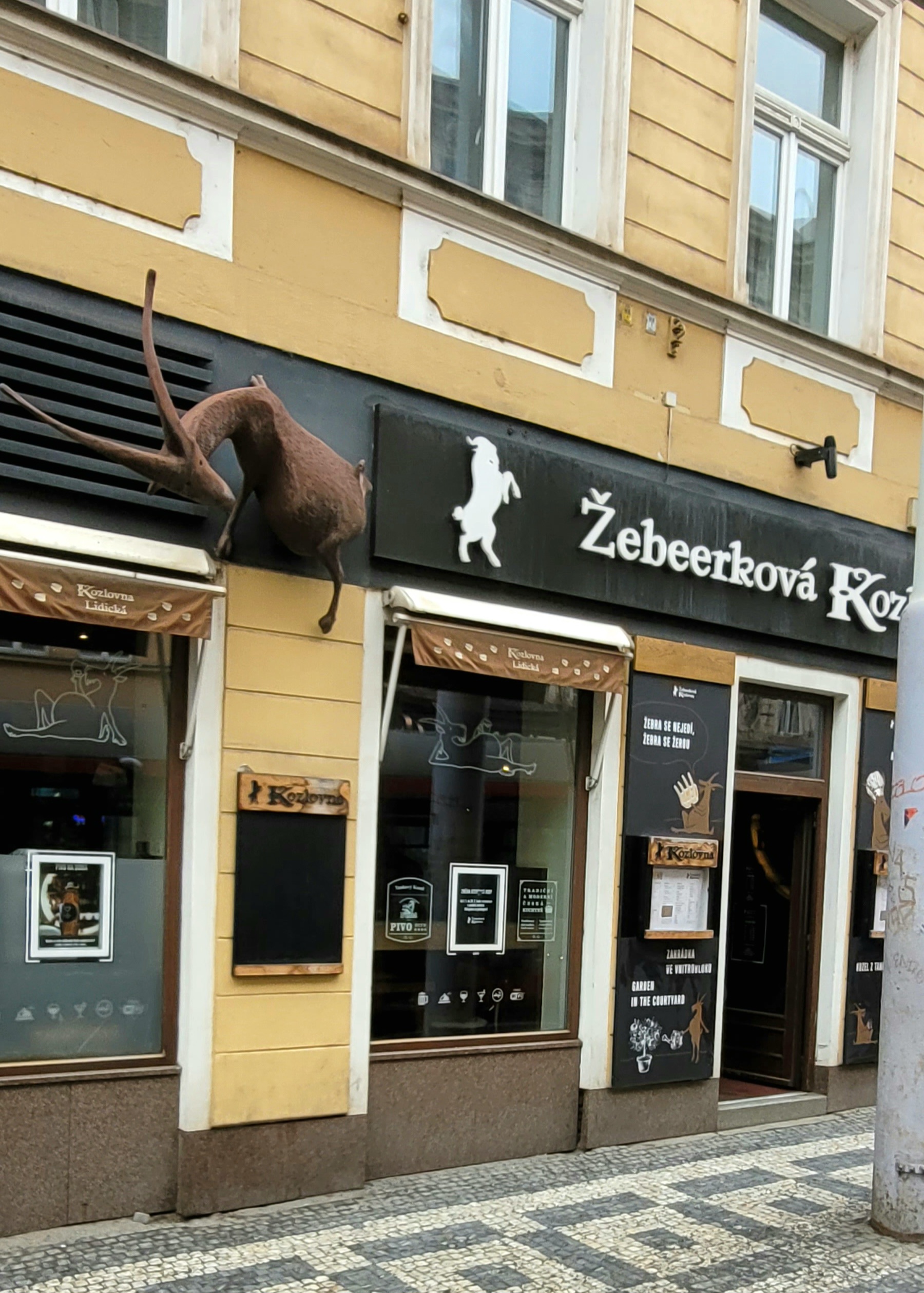 Žebeerková Kozlovna foto 3