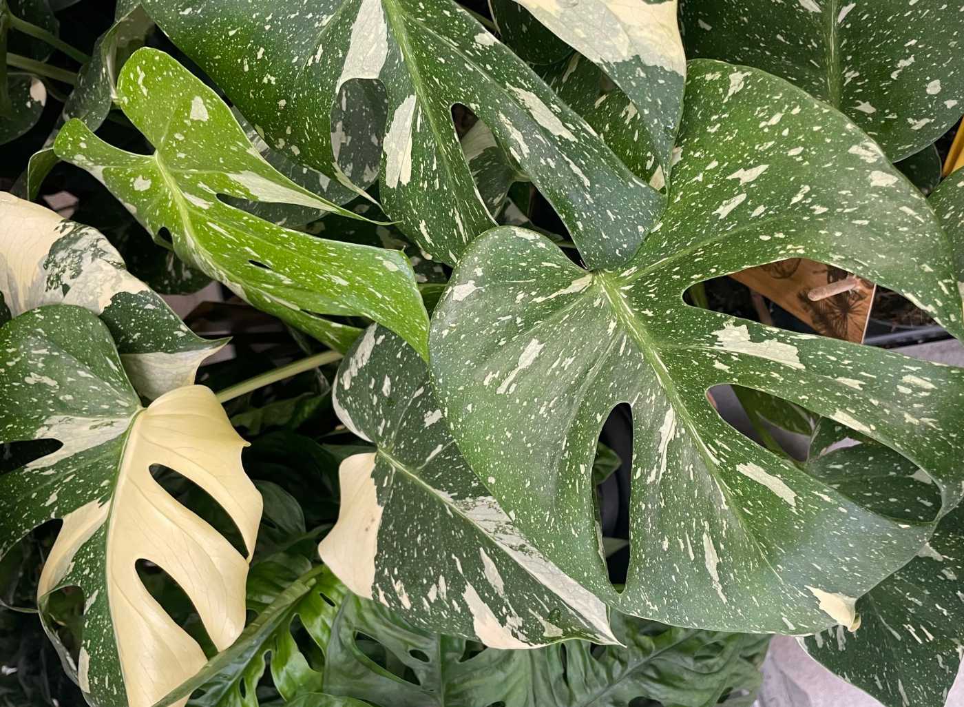 Zahradnické centrum Jelínek foto 5