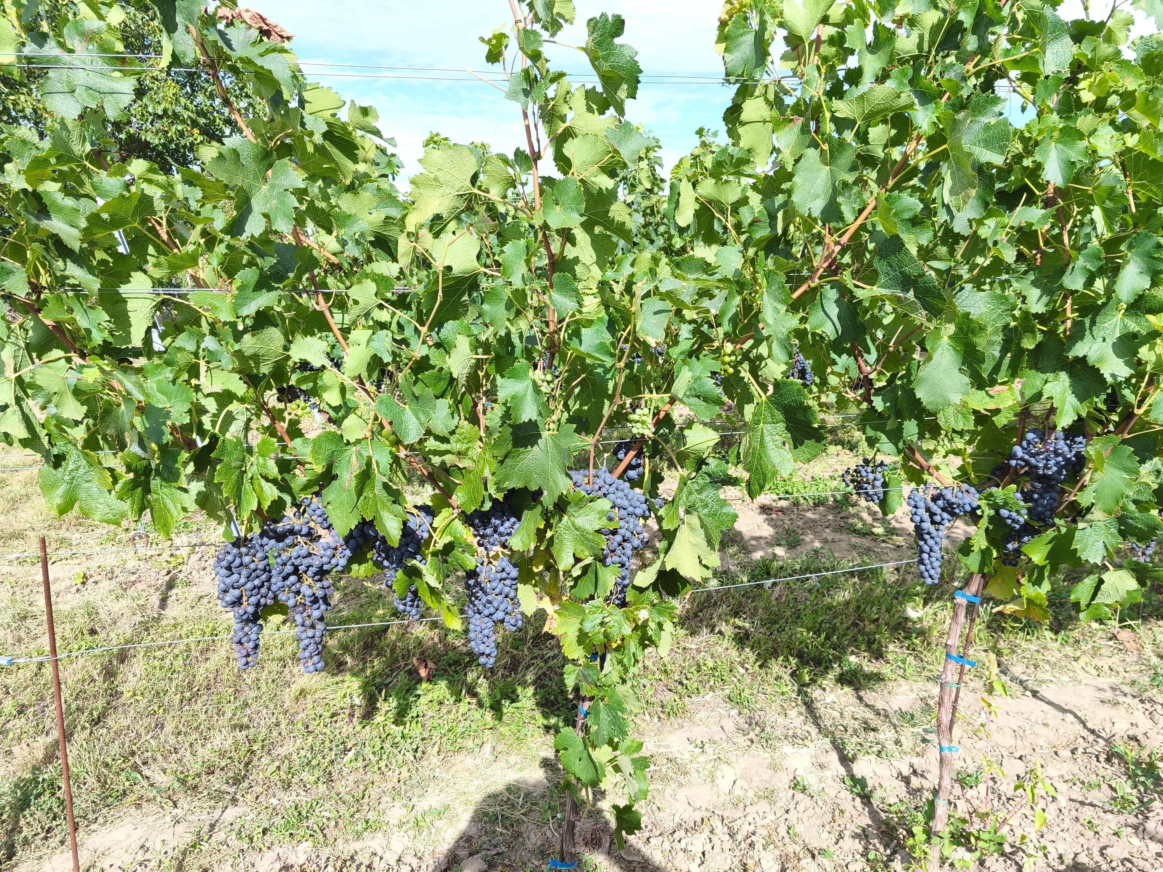 Vinařský penzion Přední Hora - vinný sklep foto 3