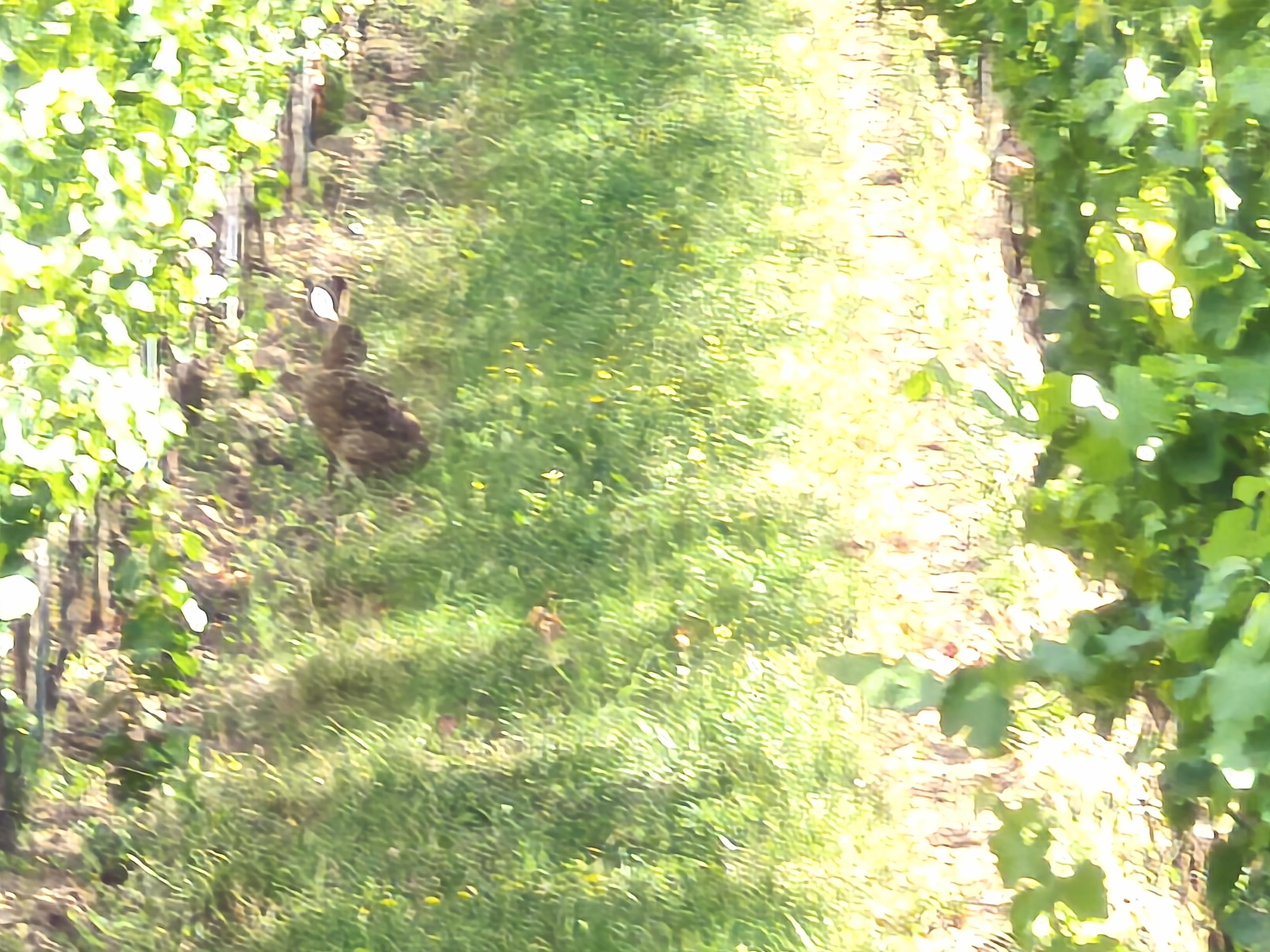 Vinařský penzion Přední Hora - vinný sklep foto 6