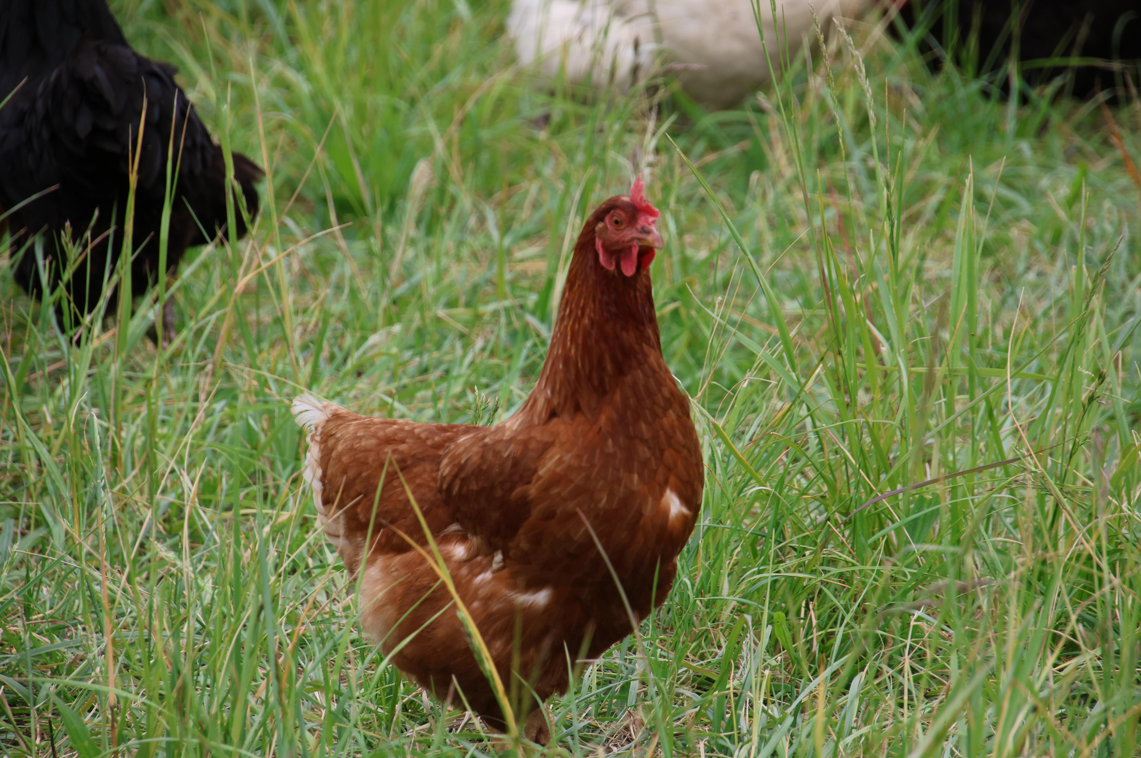 Farma Jamenské Valíky
