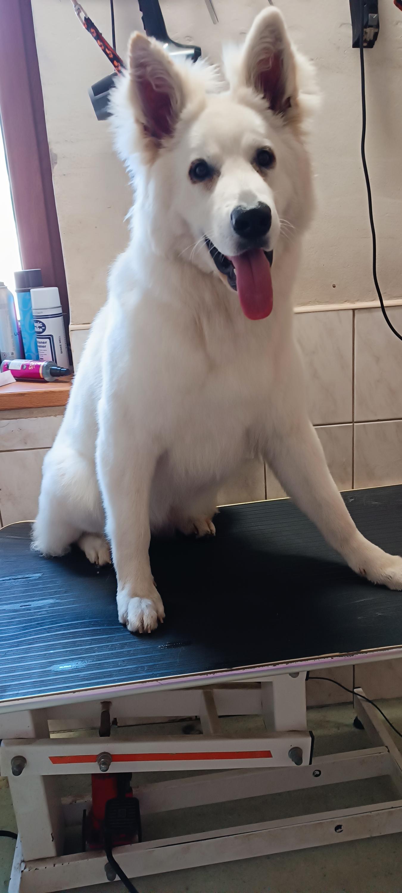 Stříhání psů Veronika Tobolkova foto 4