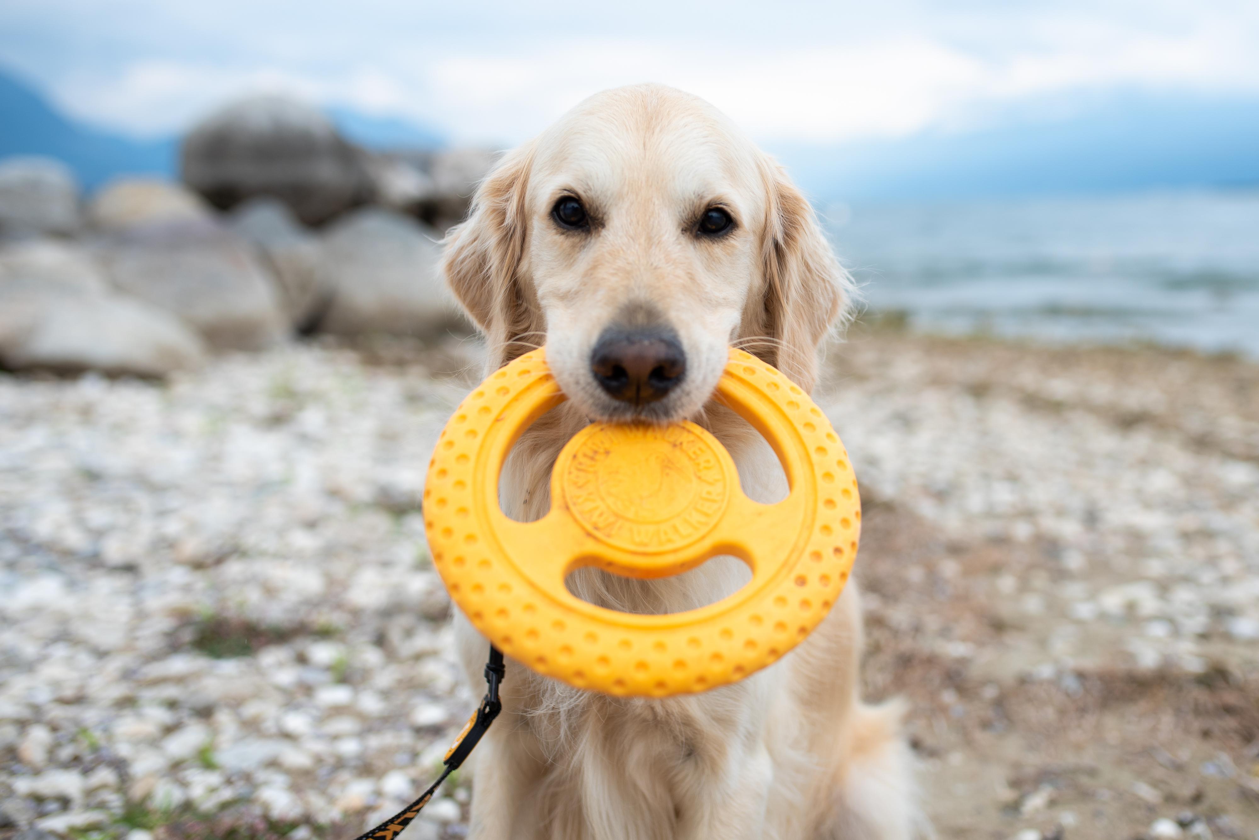 Kiwiwalker.cz foto 2