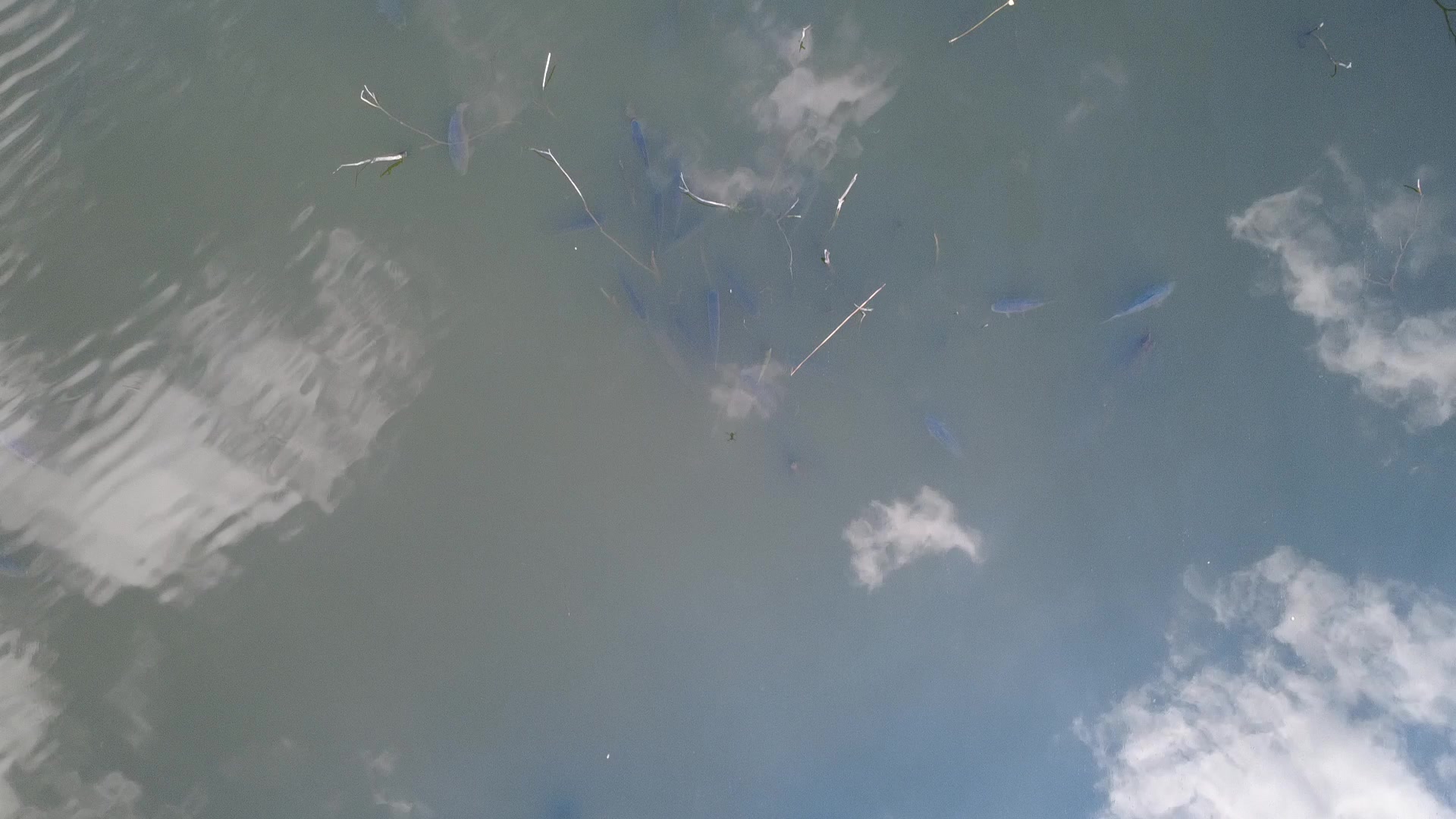 Jezero kapřák foto 2 (náhled videa)