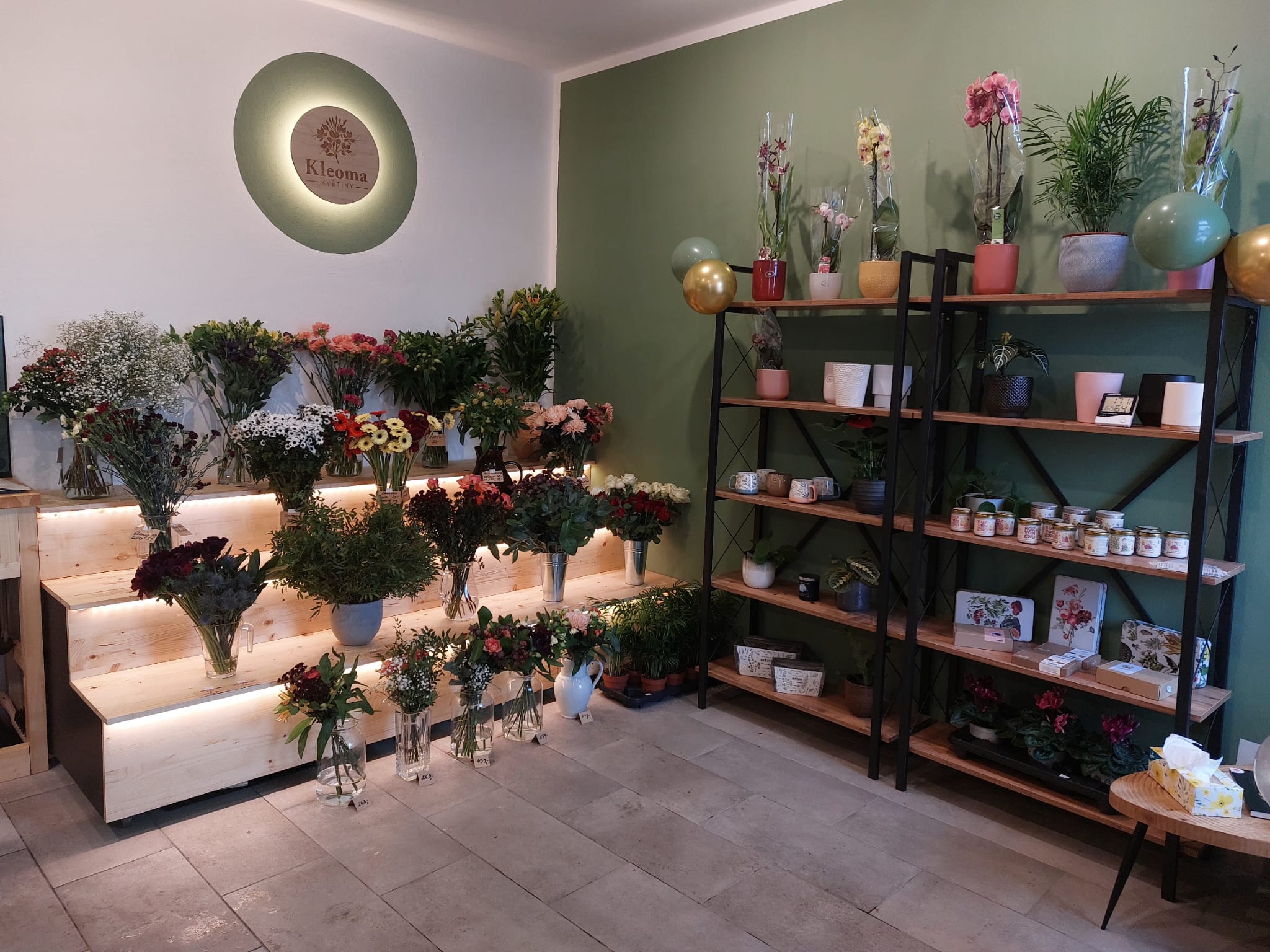 Kleoma Květiny foto 4