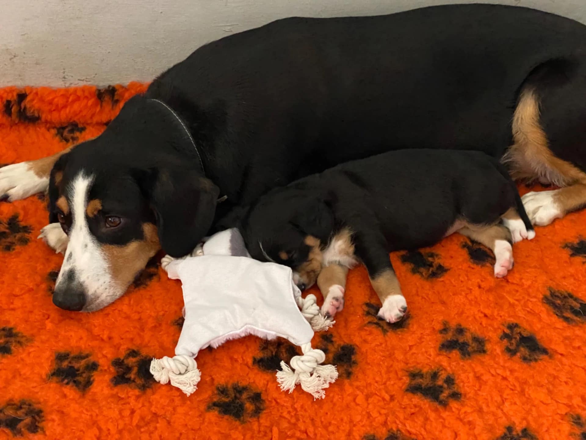 Hlídání a výcvik psů Kristýna Banertová foto 3