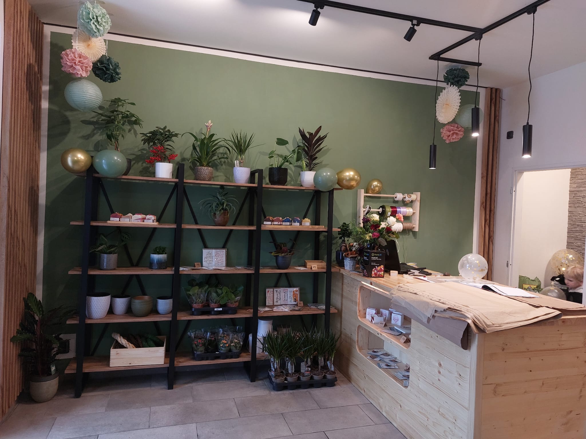 Kleoma Květiny foto 3