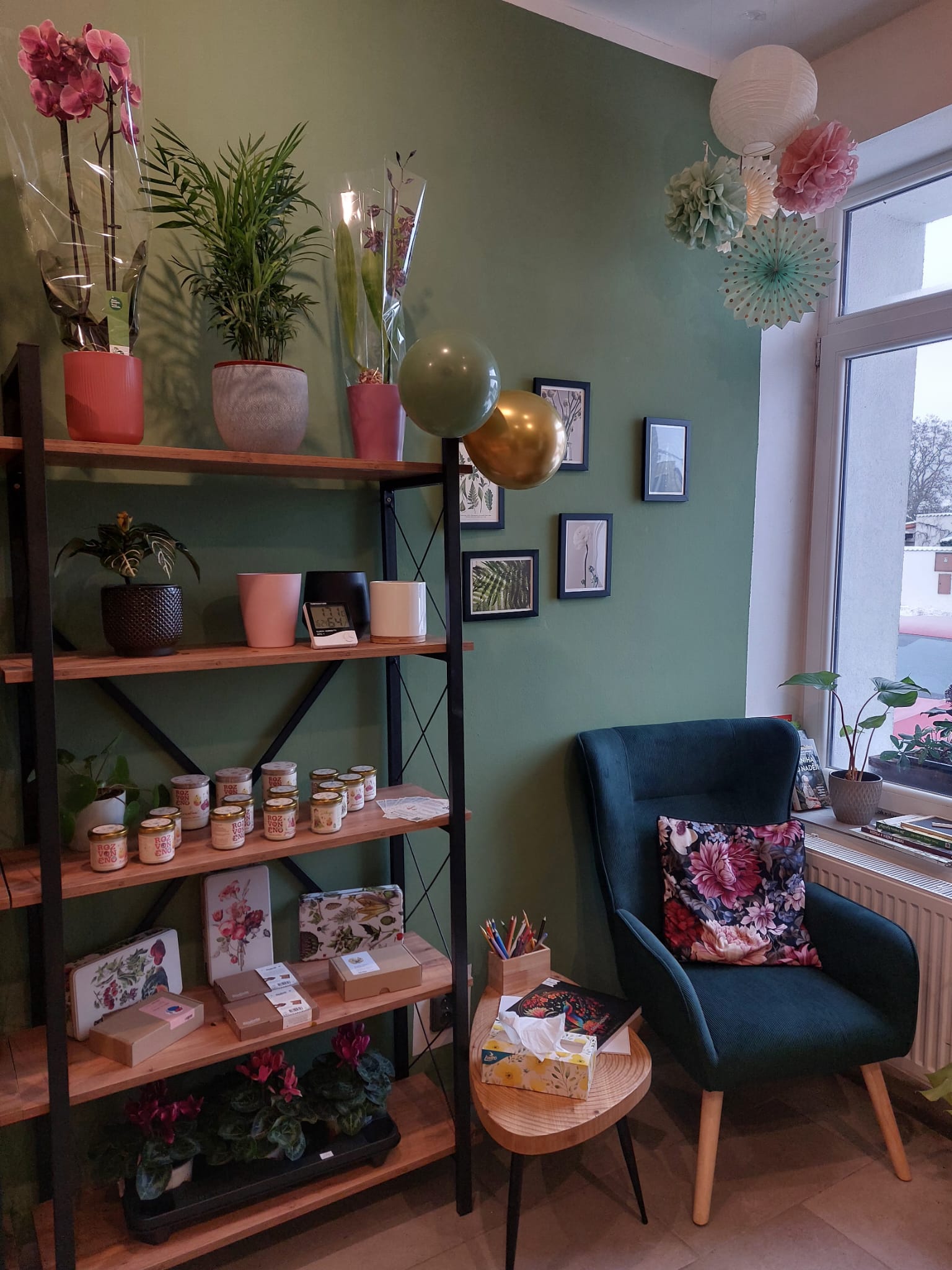 Kleoma Květiny foto 2