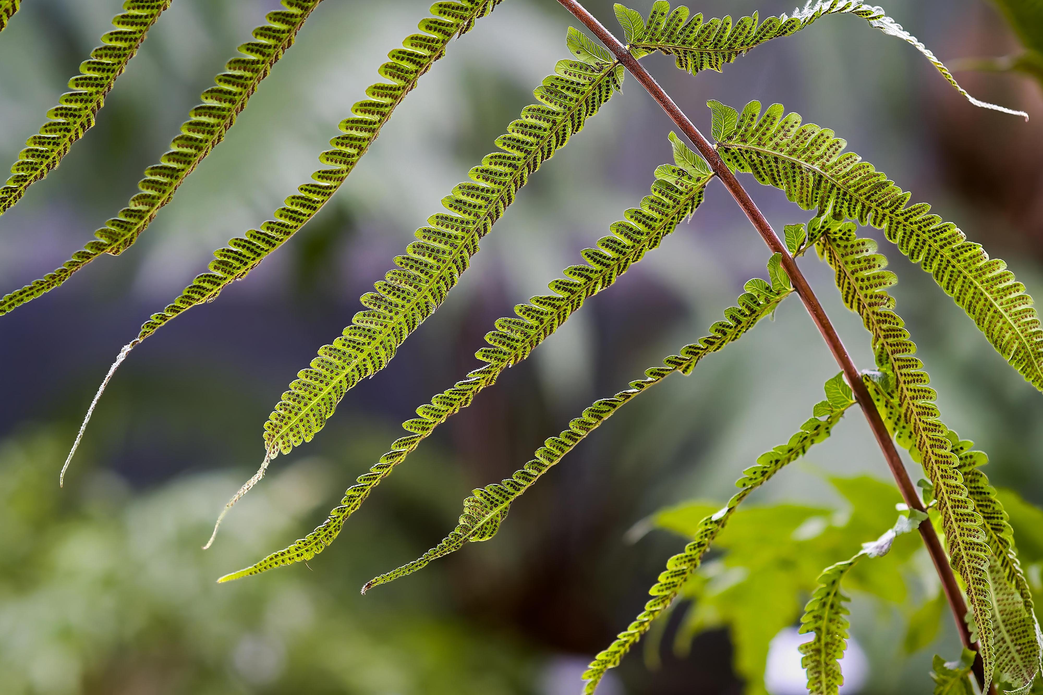 Botanická zahrada Přírodovědecké fakulty Masarykovy univerzity foto 5