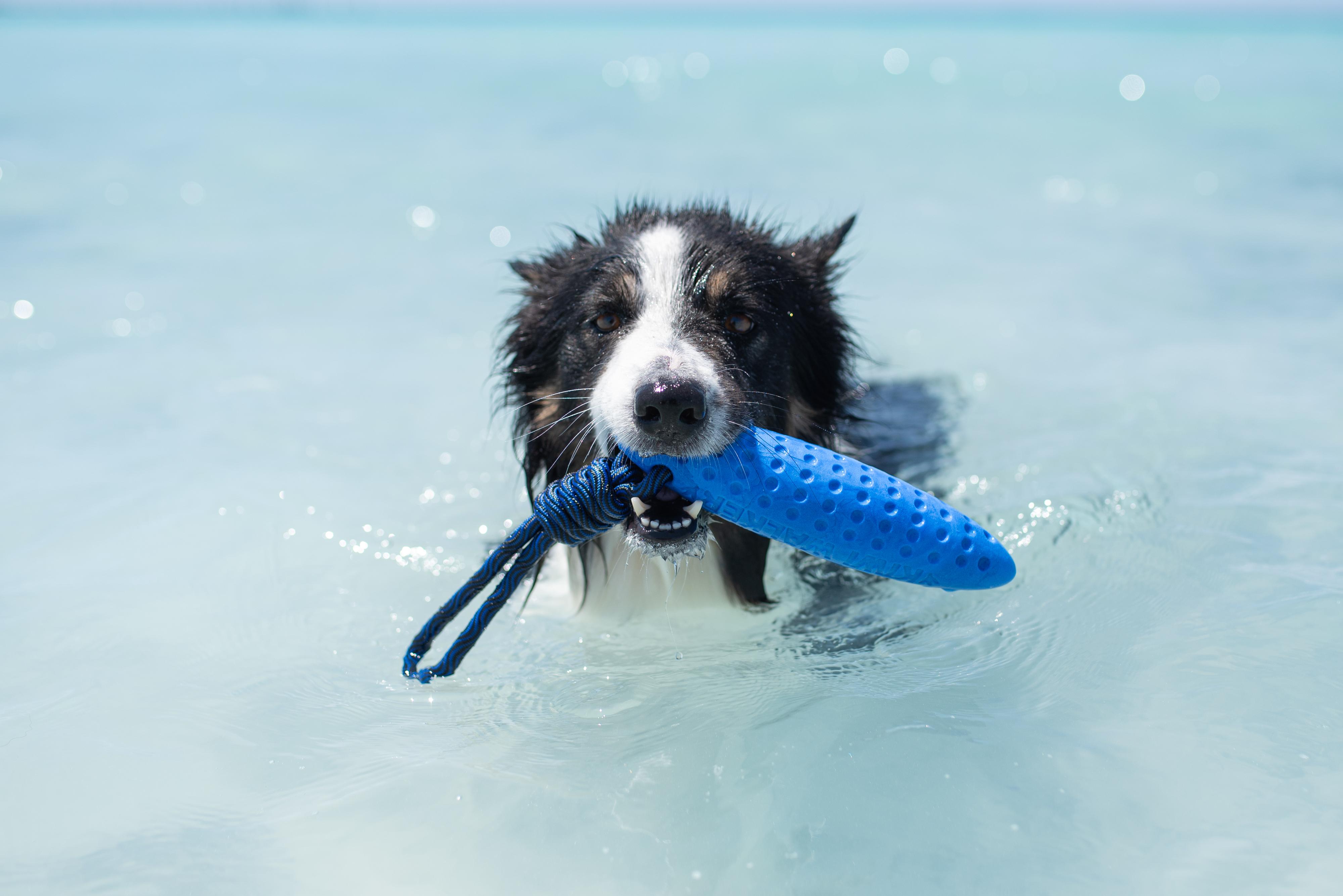 Kiwiwalker.cz foto 4