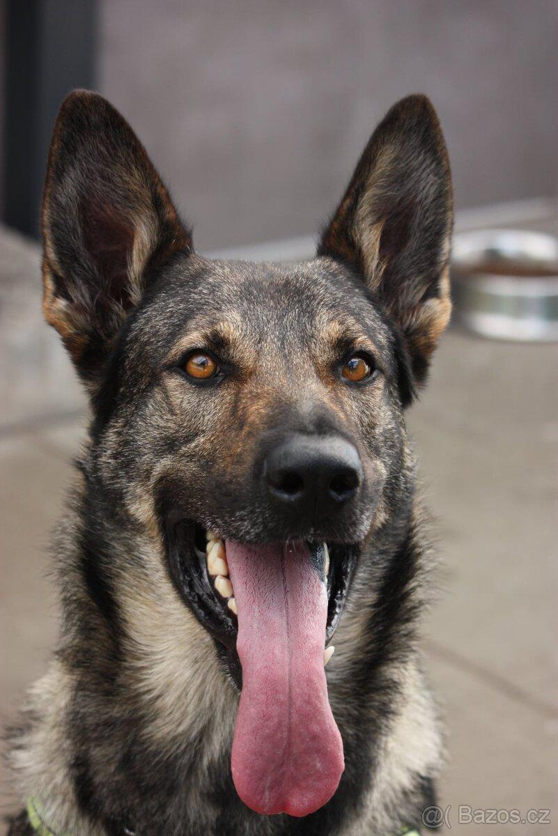 Čtyřlístek pro hafany foto 5