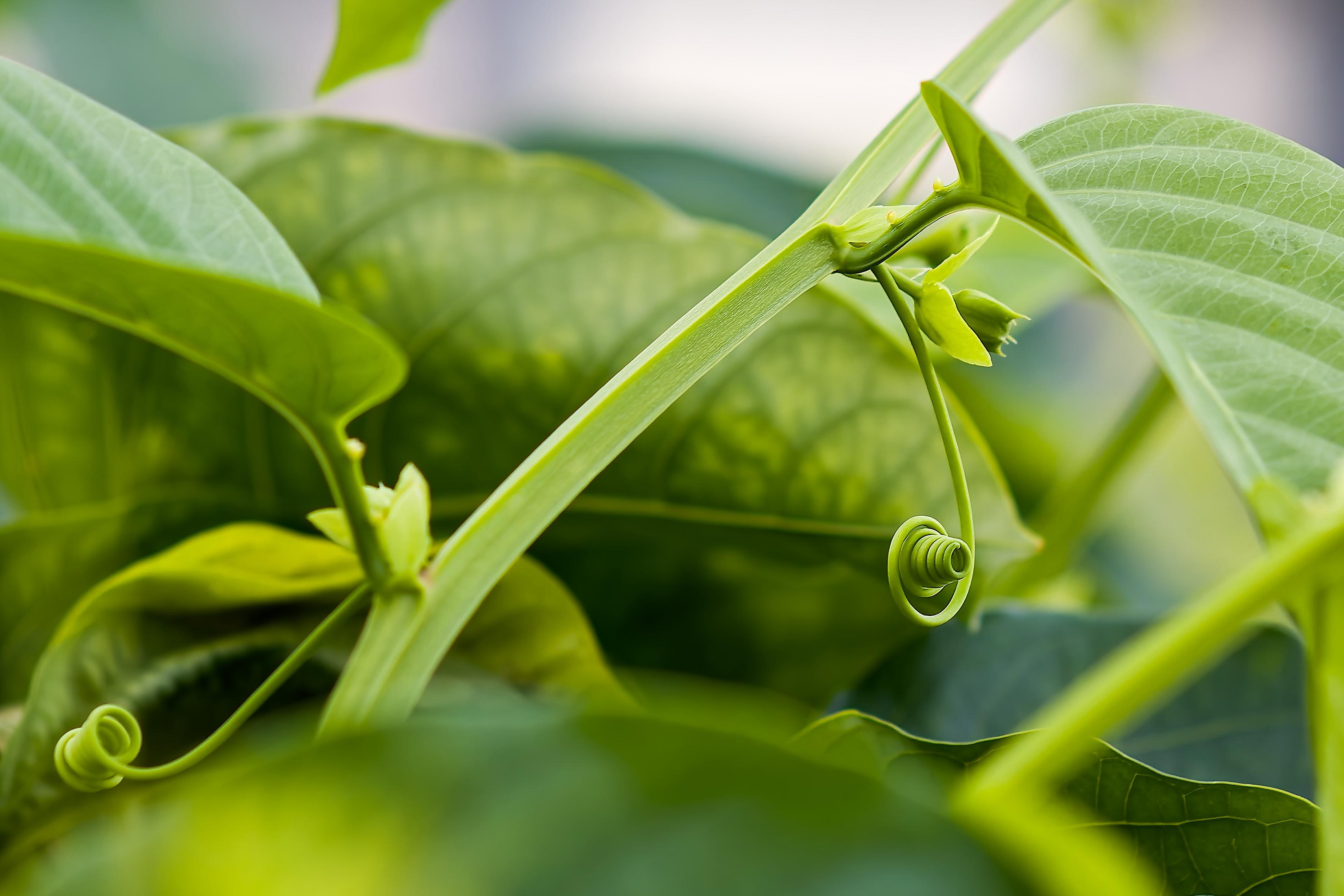 Botanická zahrada Přírodovědecké fakulty Masarykovy univerzity foto 6