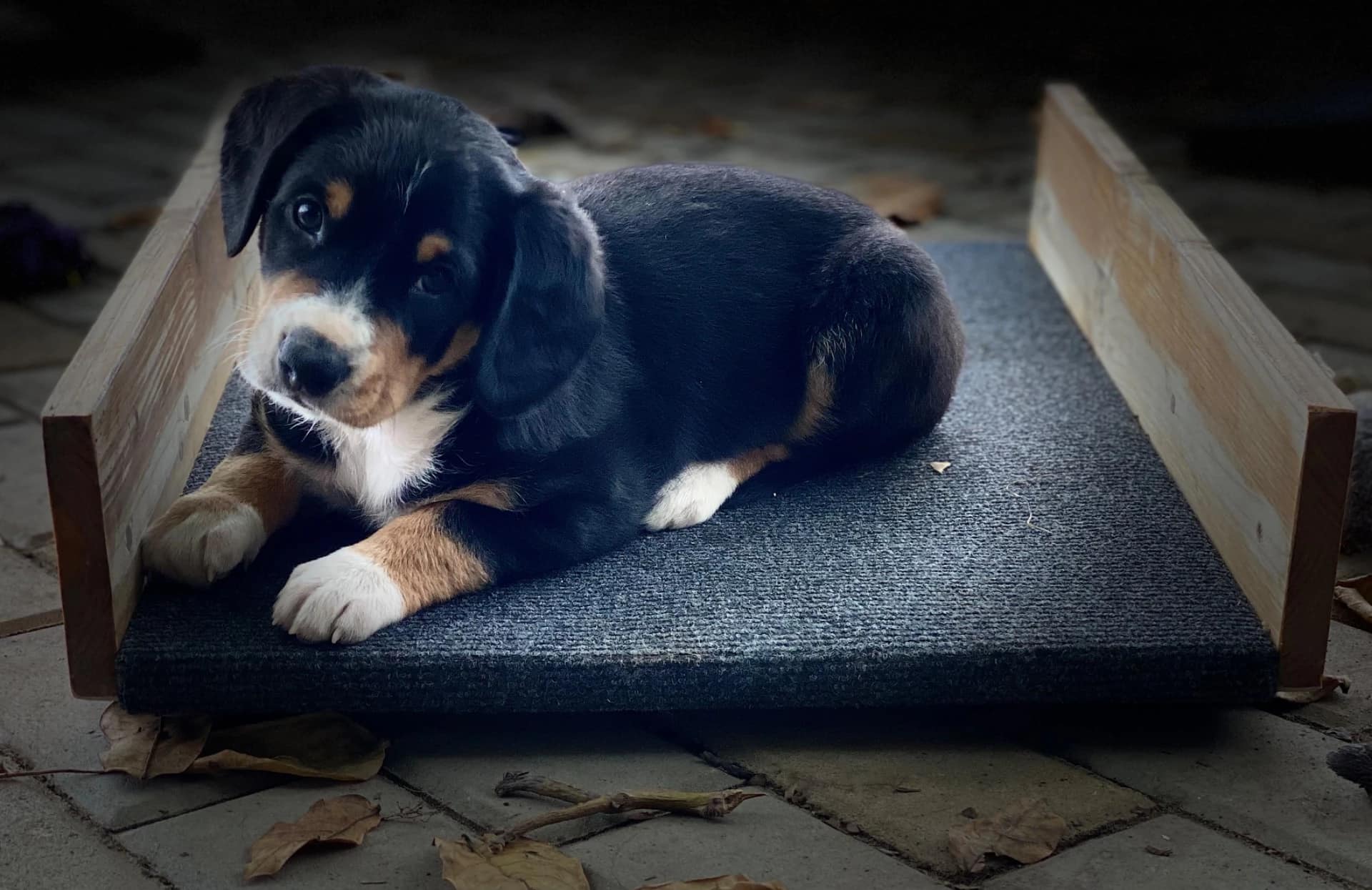 Hlídání a výcvik psů Kristýna Banertová foto 4