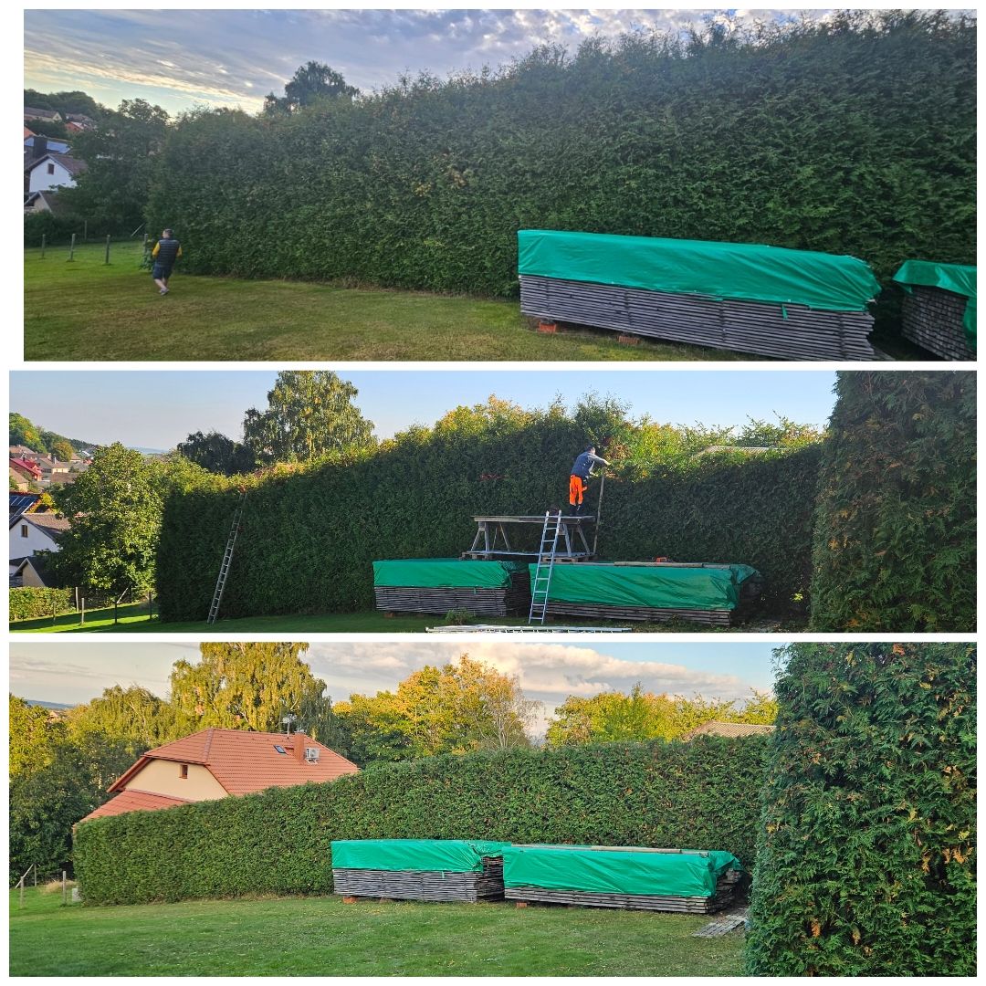 MV Green foto 4