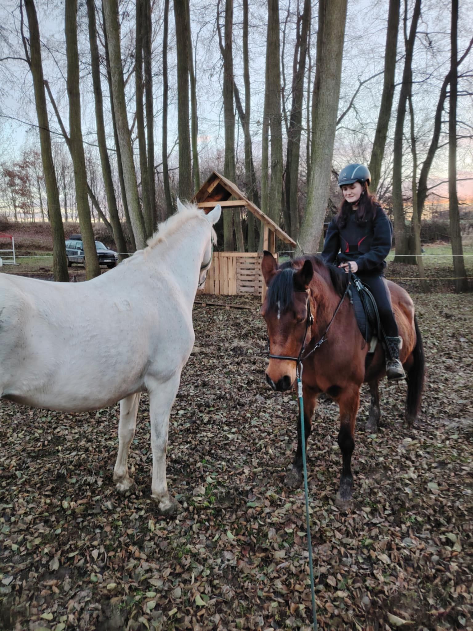 Šokland pastviny pro volný chov foto 3