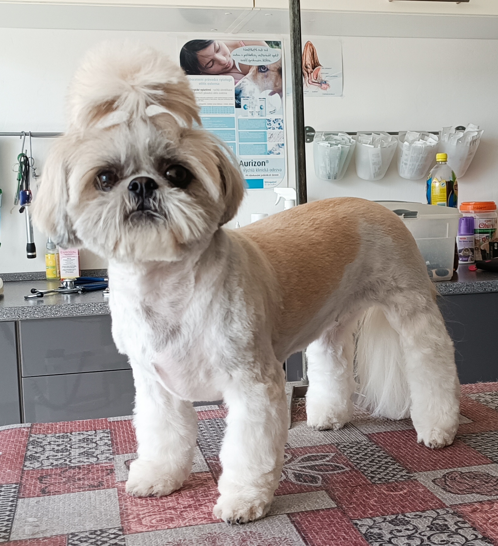 Stříhání psů Veronika Tobolkova foto 3