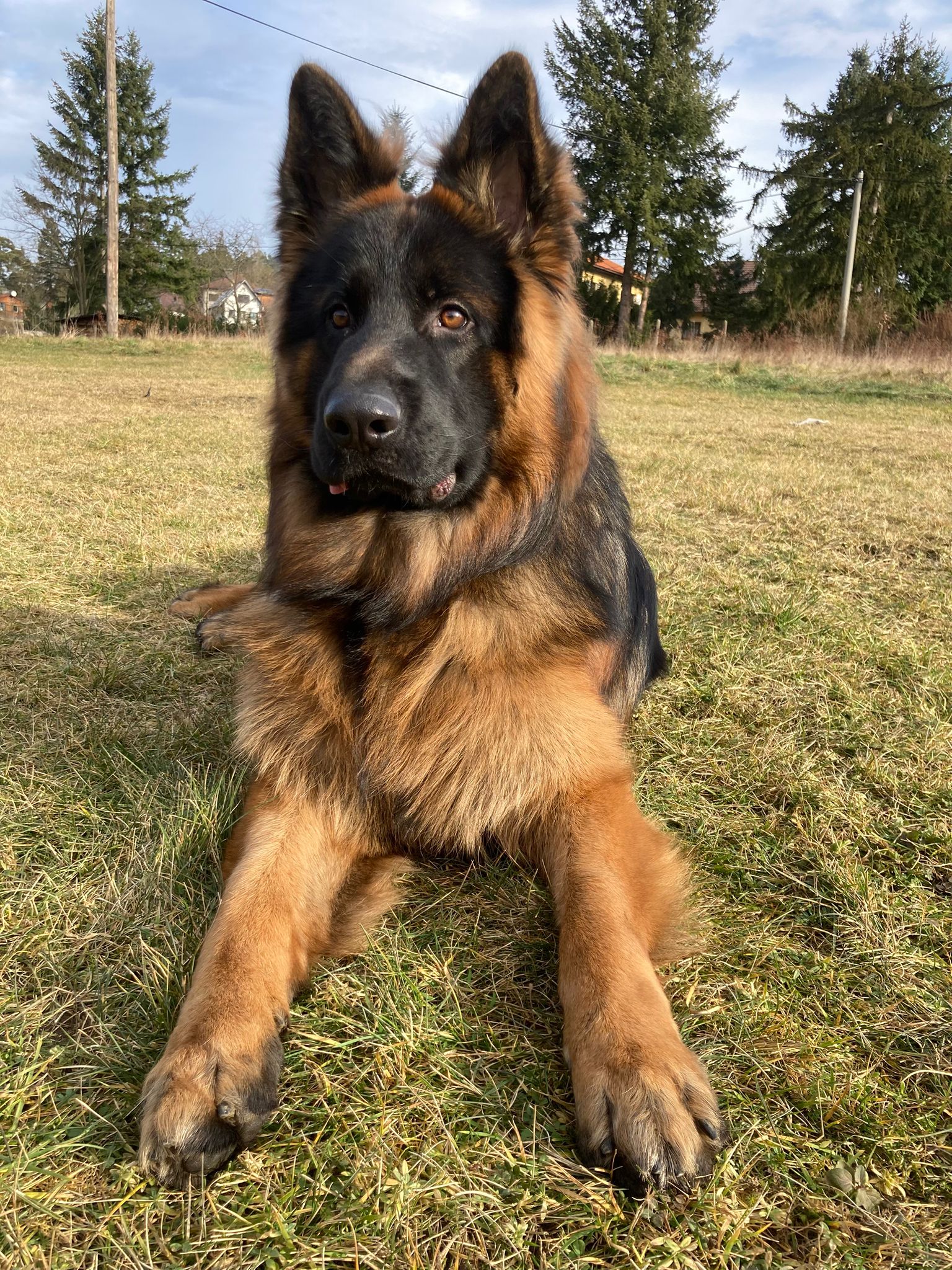 Psí hotel Dog house foto 2