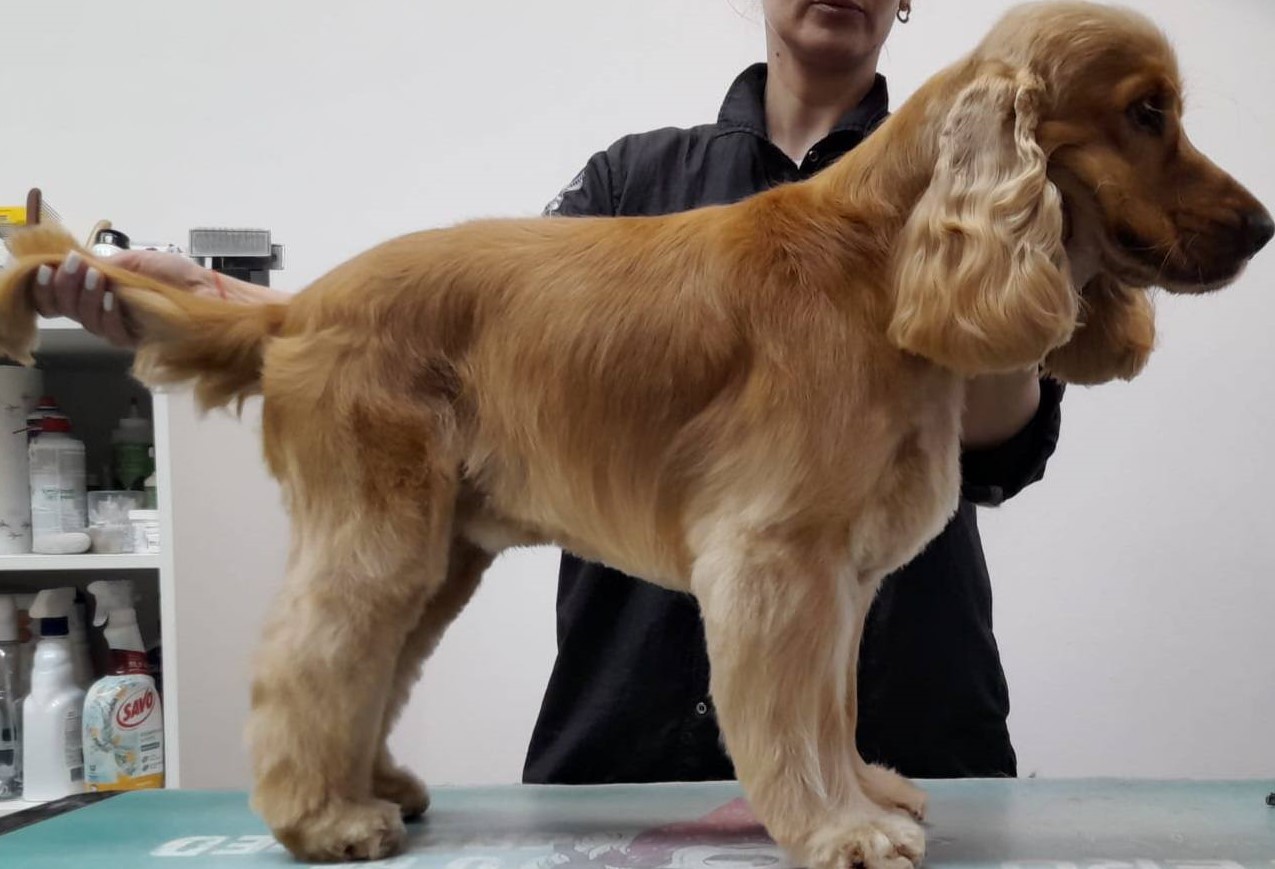 Anglický kokspaněl/English Cocker Spaniel: úprava