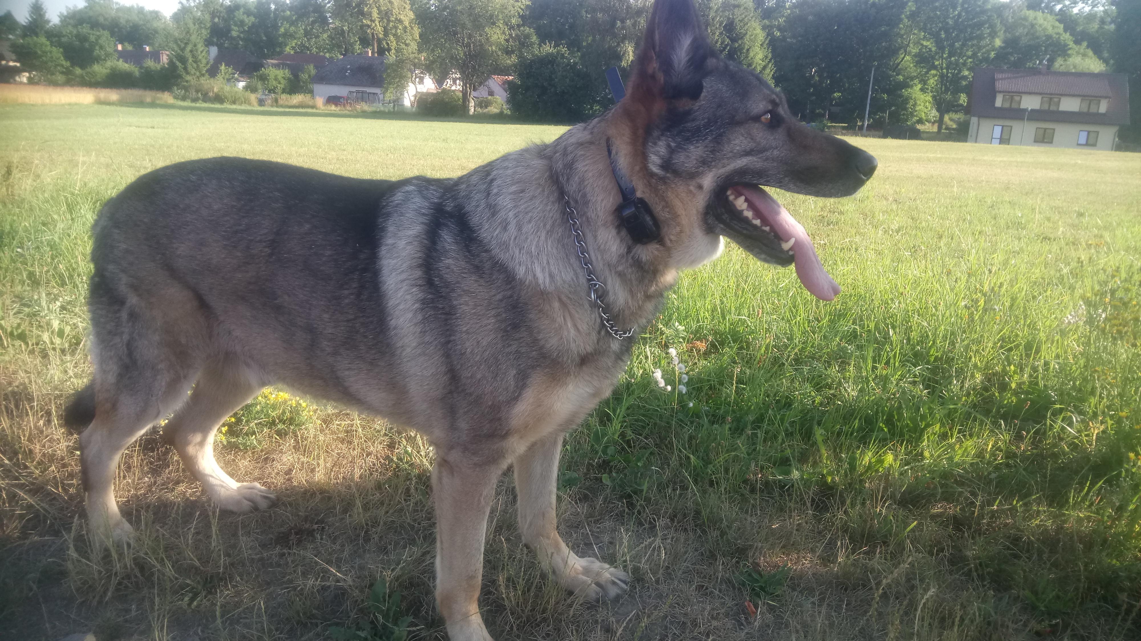 Čtyřlístek pro hafany foto 4