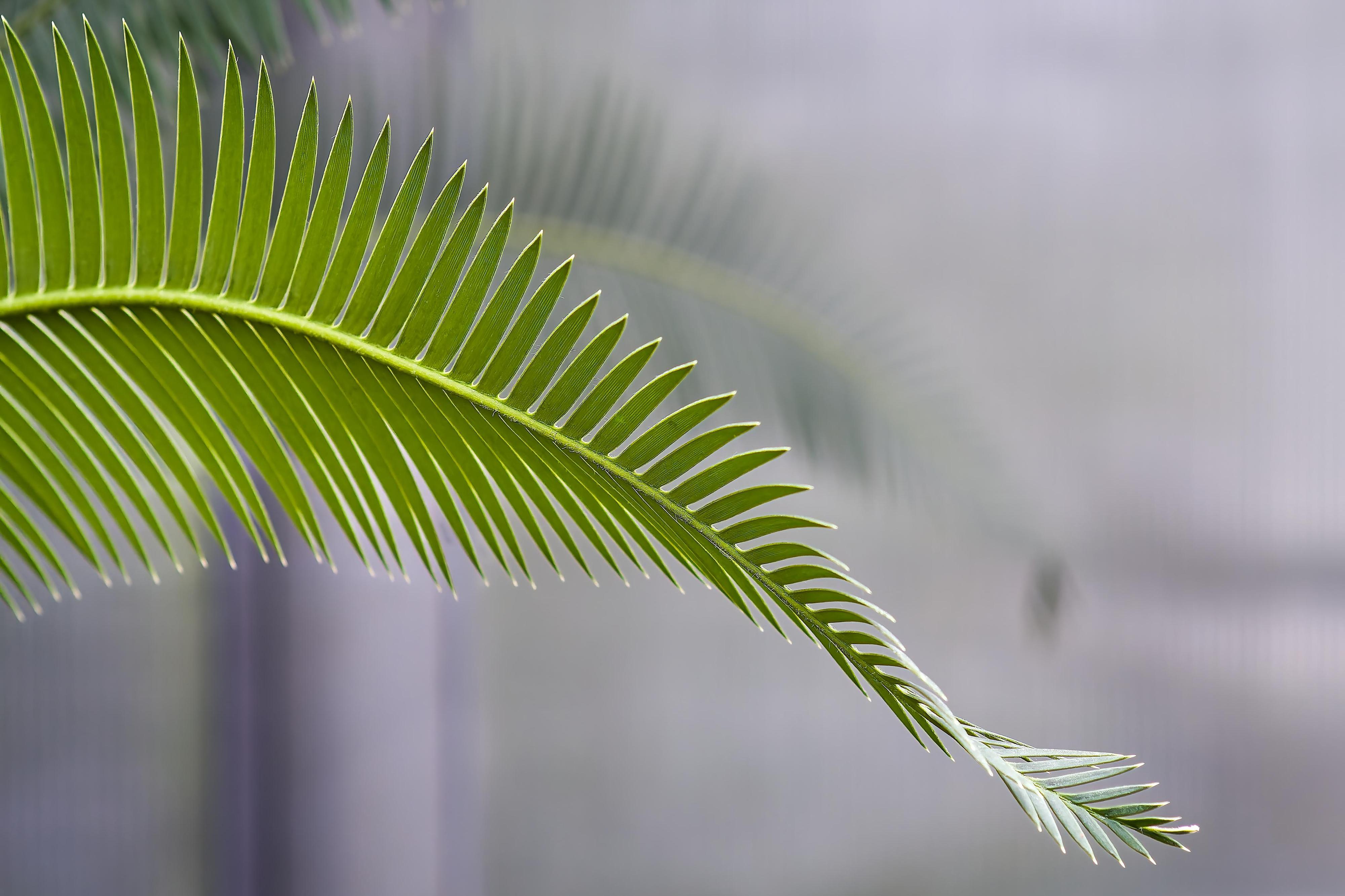 Botanická zahrada Přírodovědecké fakulty Masarykovy univerzity foto 3