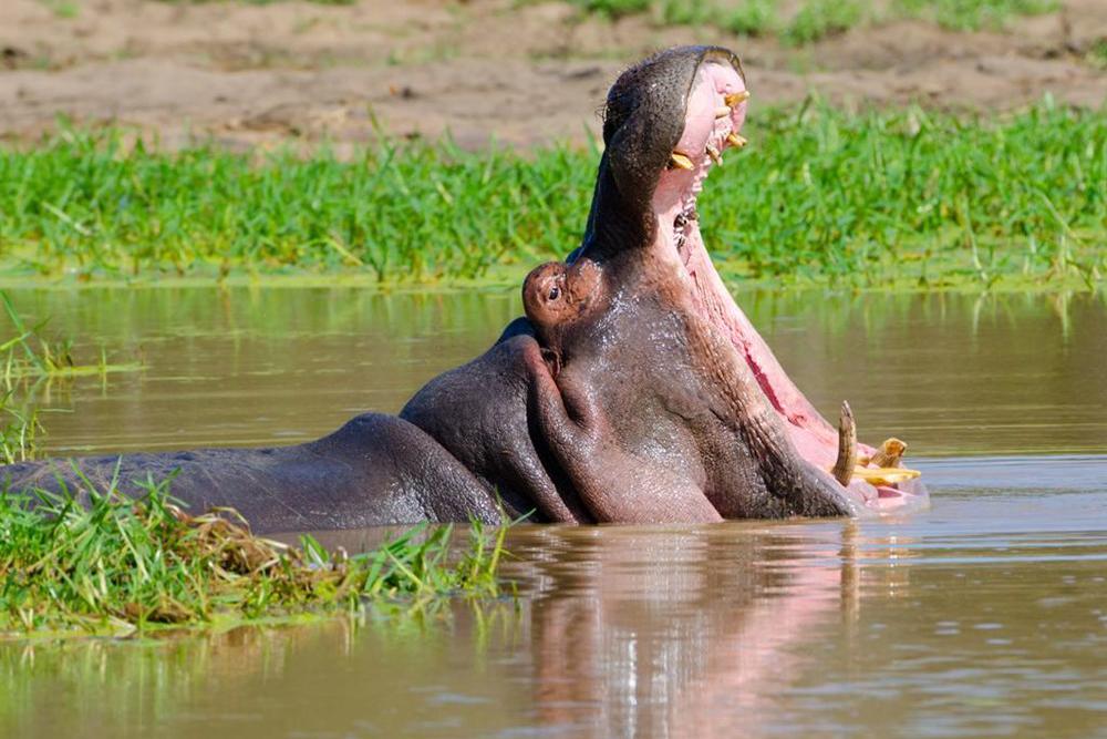 Kapské Město a safari v Krugerově parku