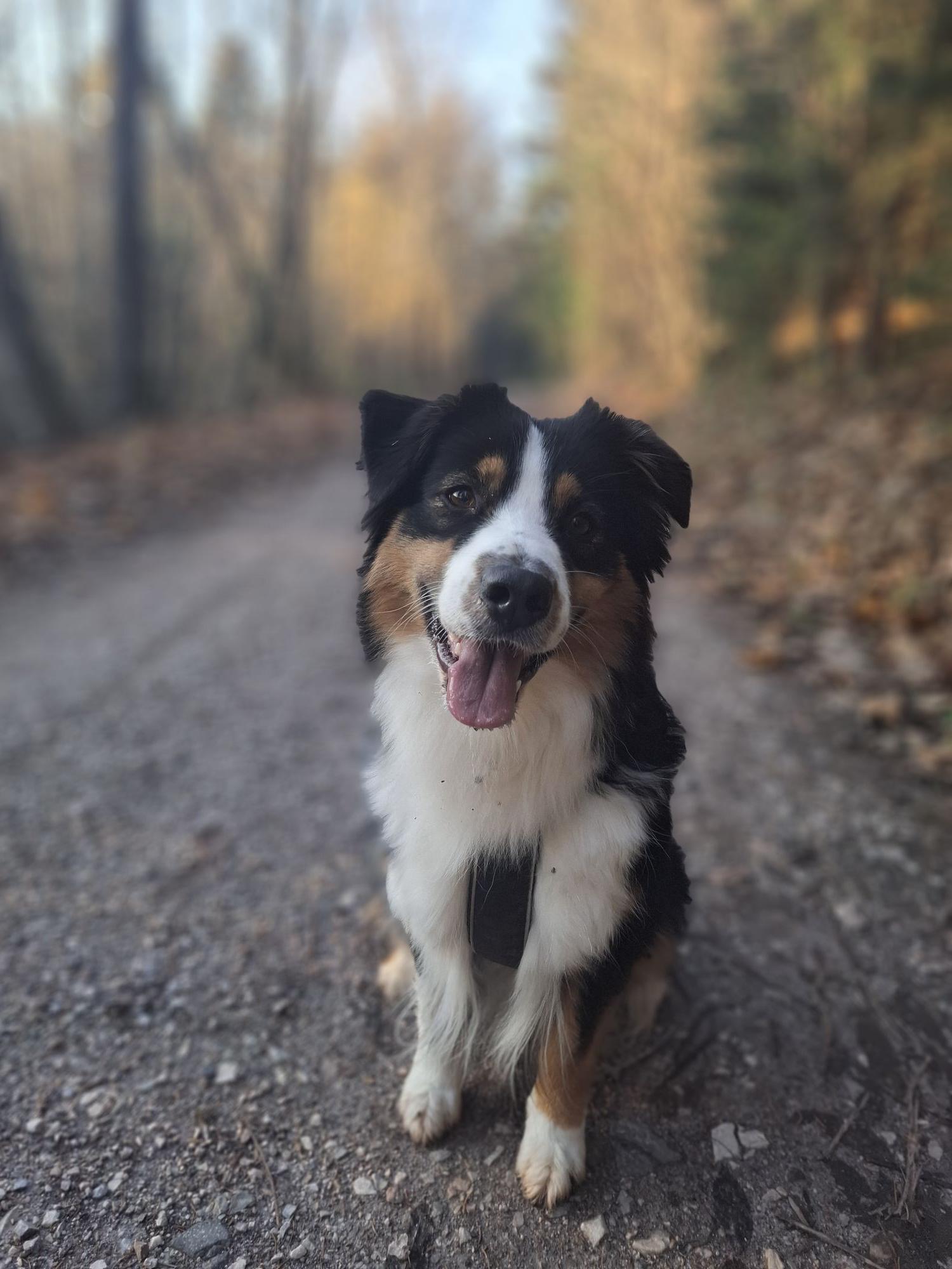 Chovatelská stanice Podhorský sen foto 2