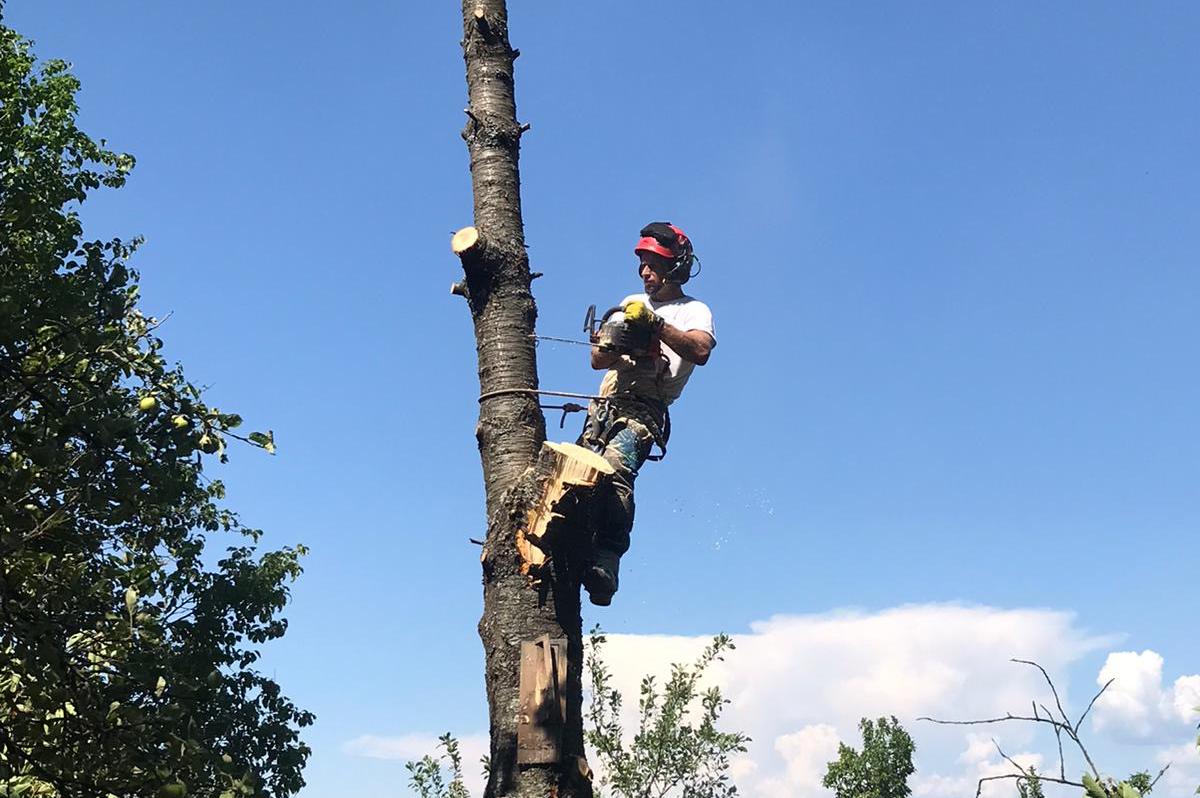 Rizikové kácení stromů, kácení stromů,