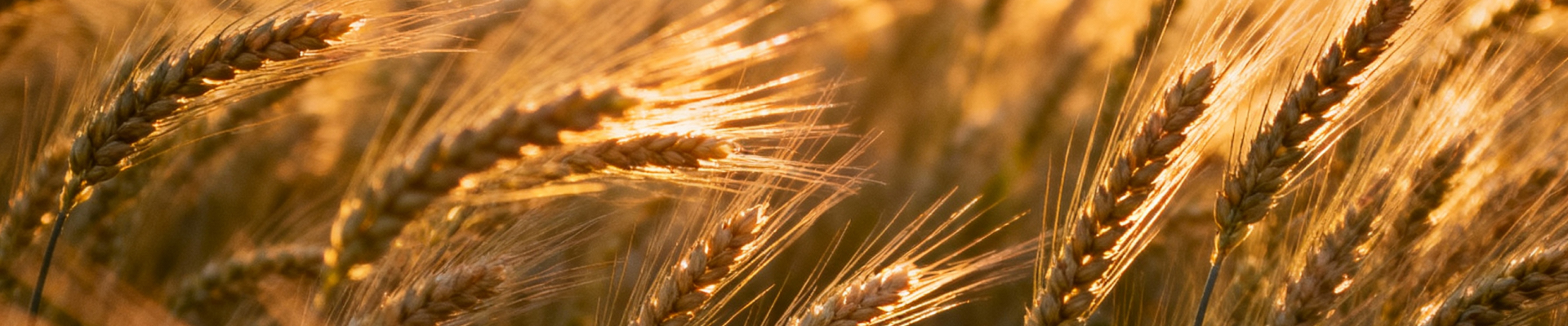 Úvodní obrázek MJM agro, a. s. - prodejna krmiv