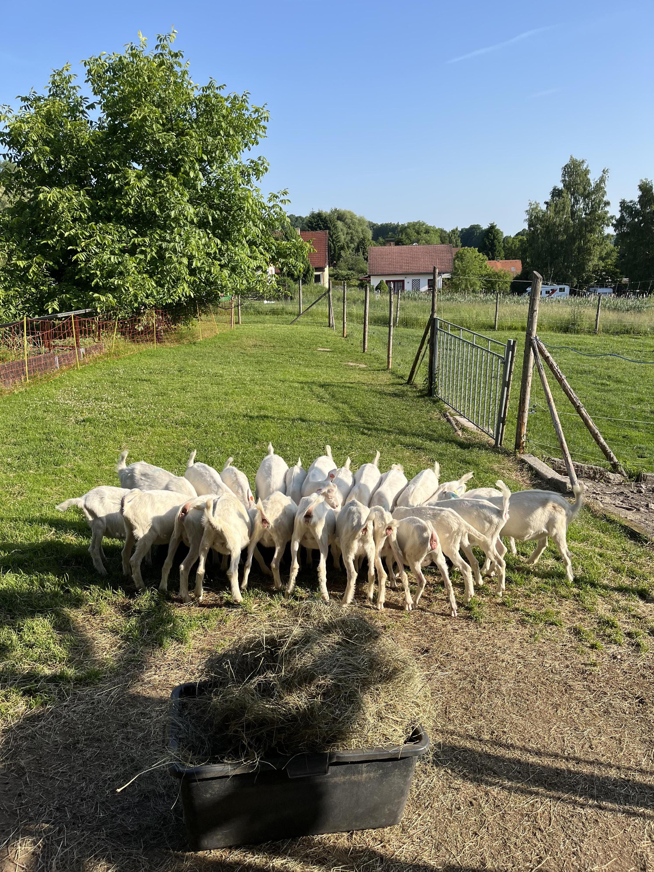 Rodinná BIO Farma U Jakuba foto 5