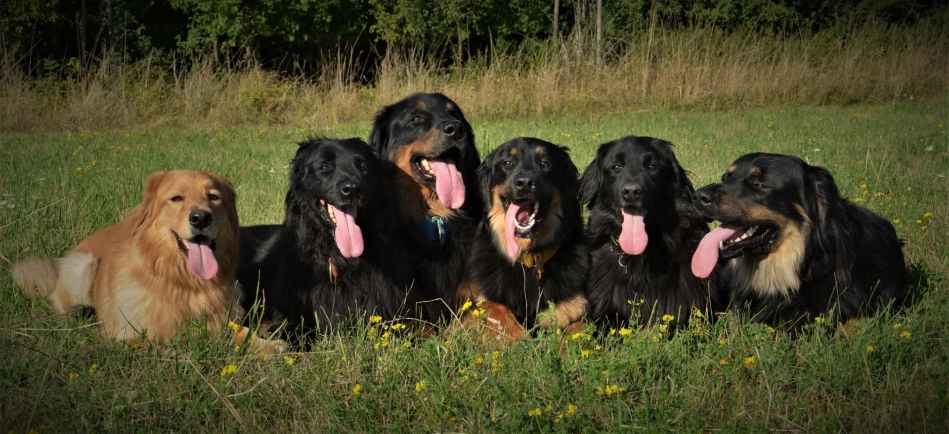 Hlídání a výcvik psů Kristýna Banertová foto 4