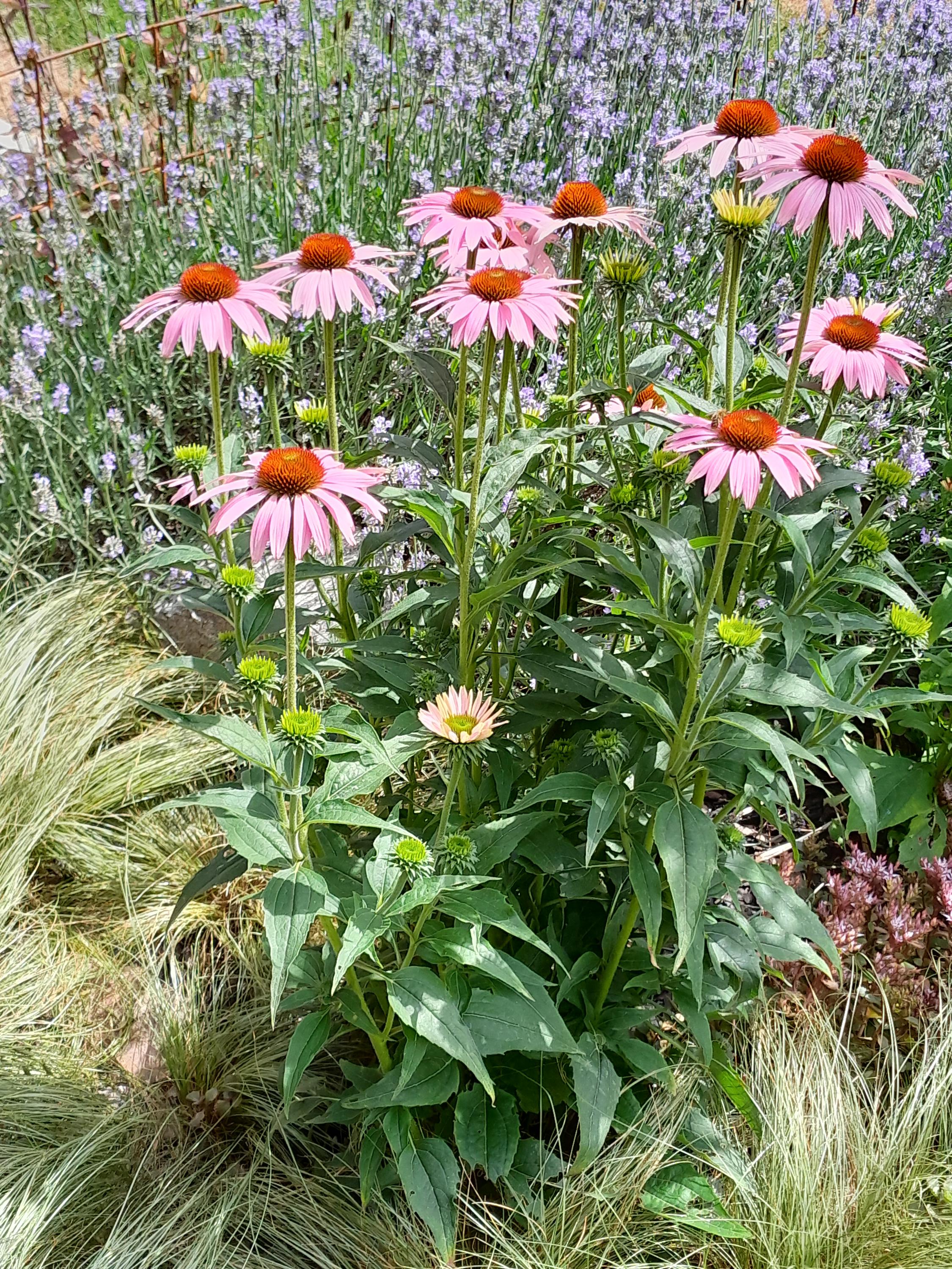 Zahradní návrhy Jana Macková foto 4