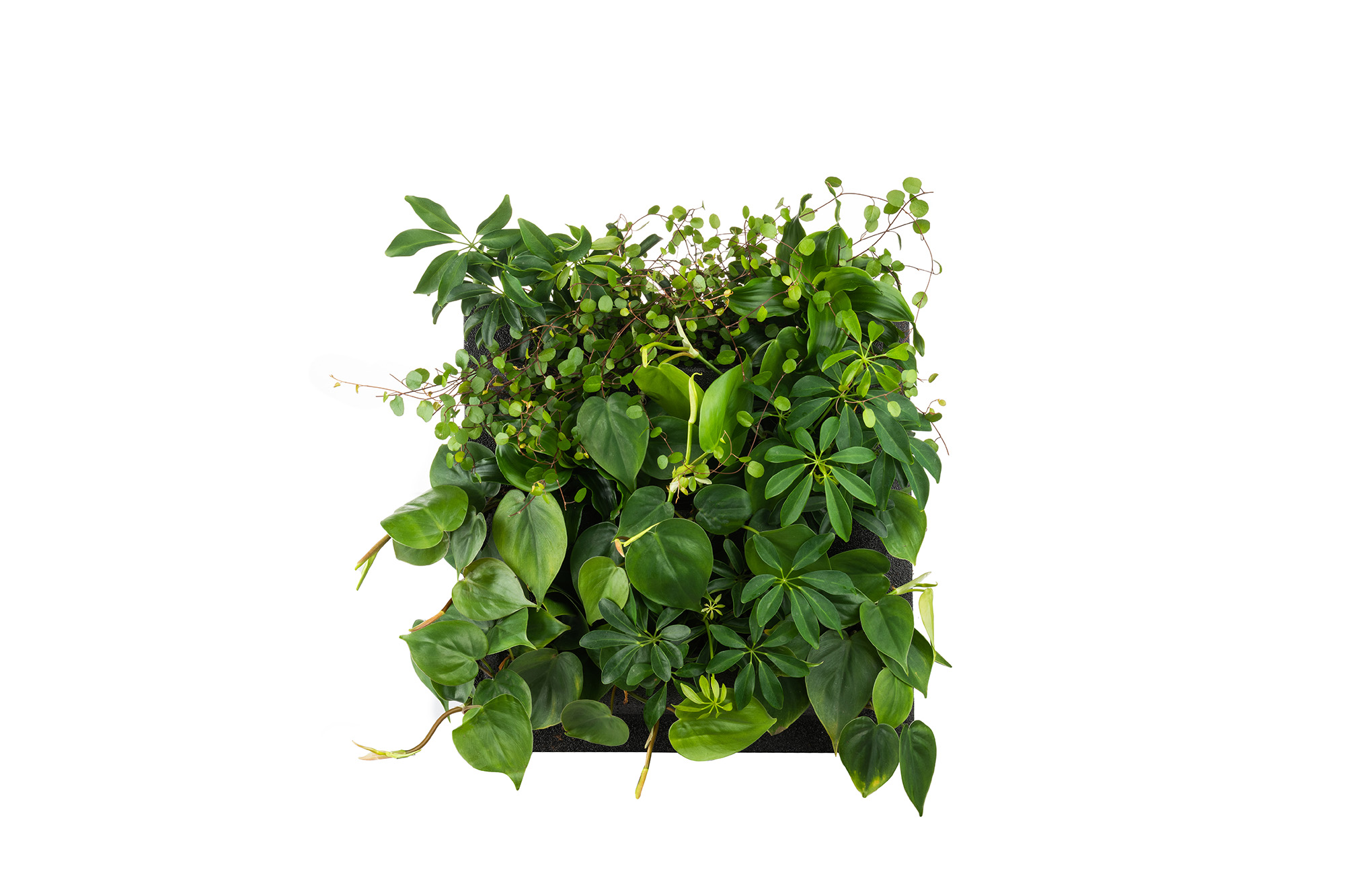EcoFern foto 3