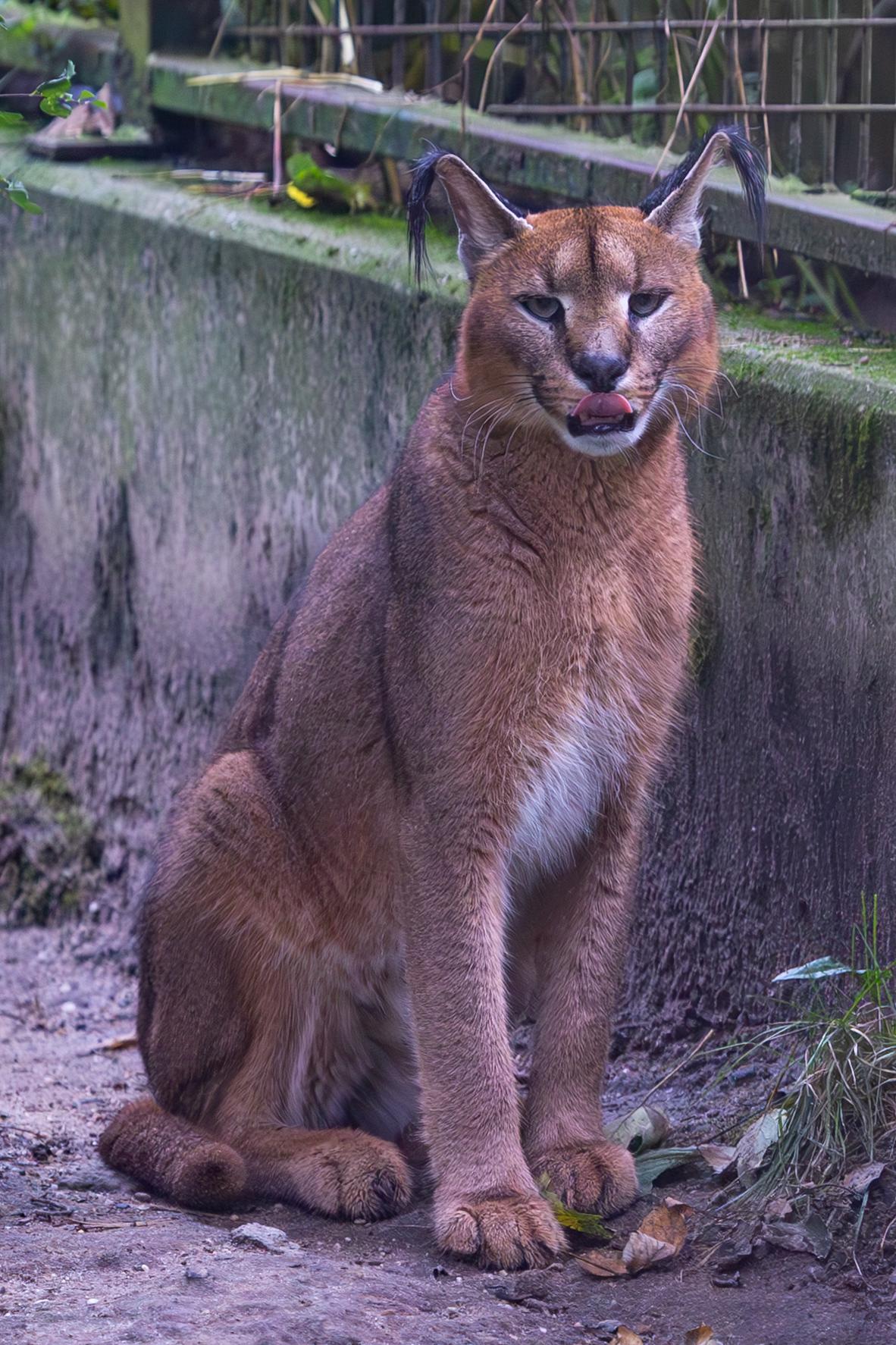 Zoologická zahrada a botanický park Ostrava foto 3