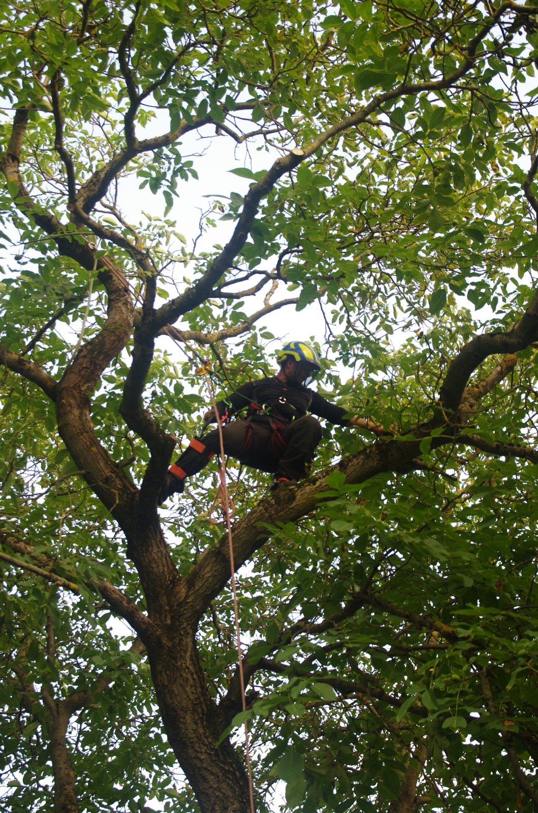 Zdravotní a bezpečnostní řez stromů