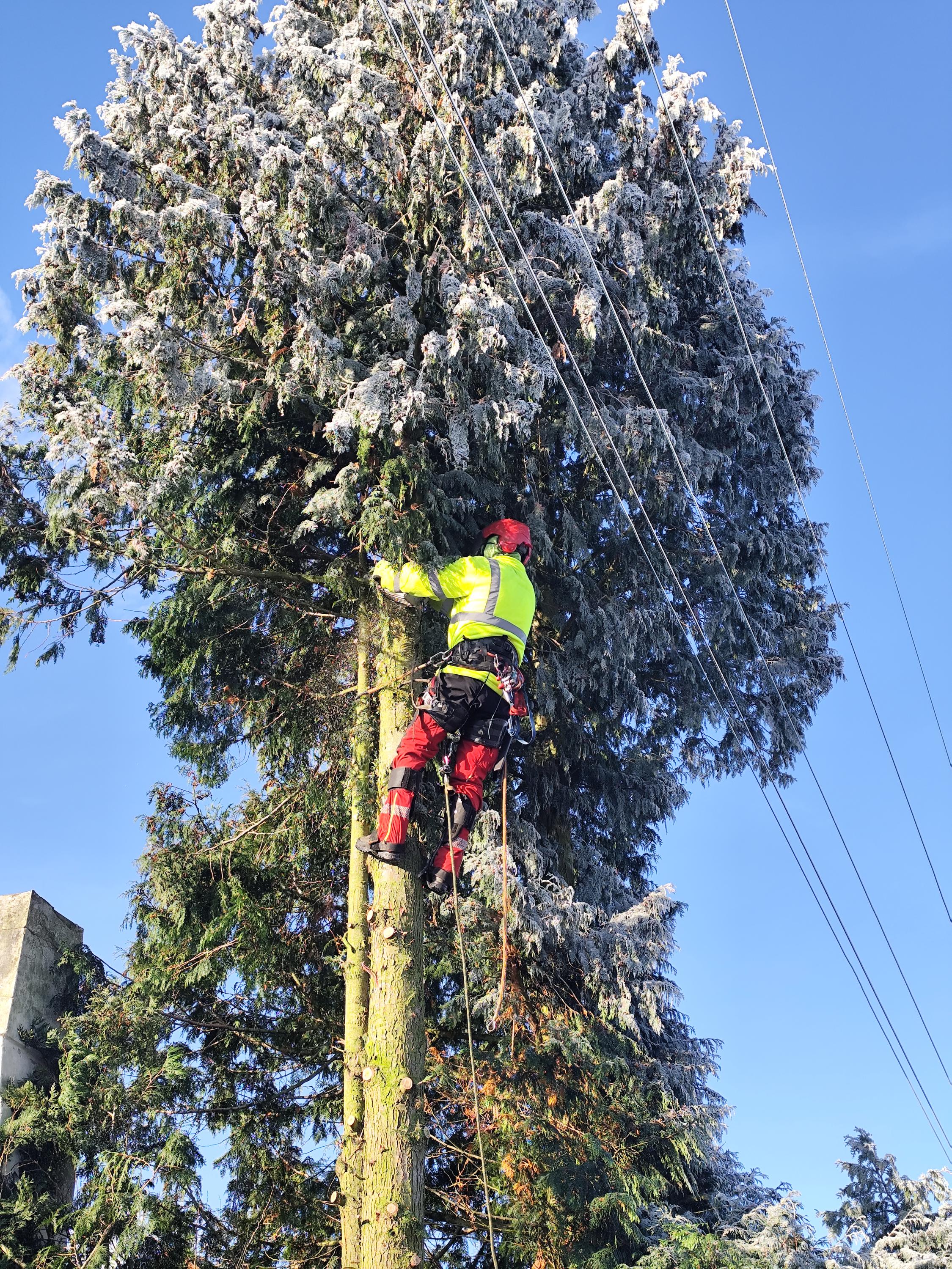 Rizikové kácení Vlastimil Kovář a spol. foto 4
