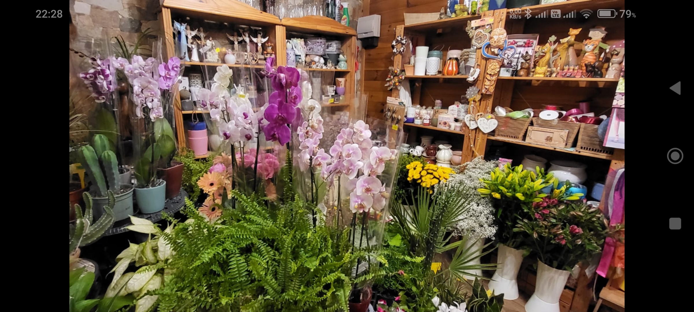 Květinářství - Zahradnictví Lucie Šarounová