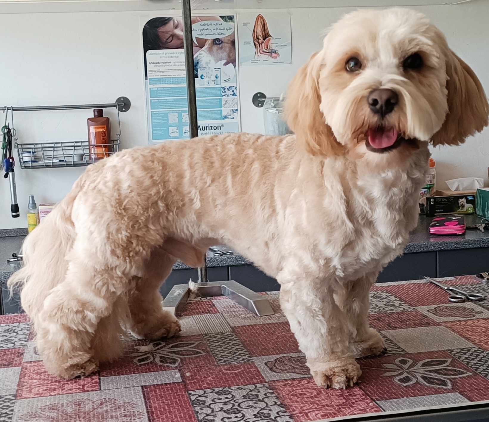 Stříhání psů Veronika Tobolkova foto 2