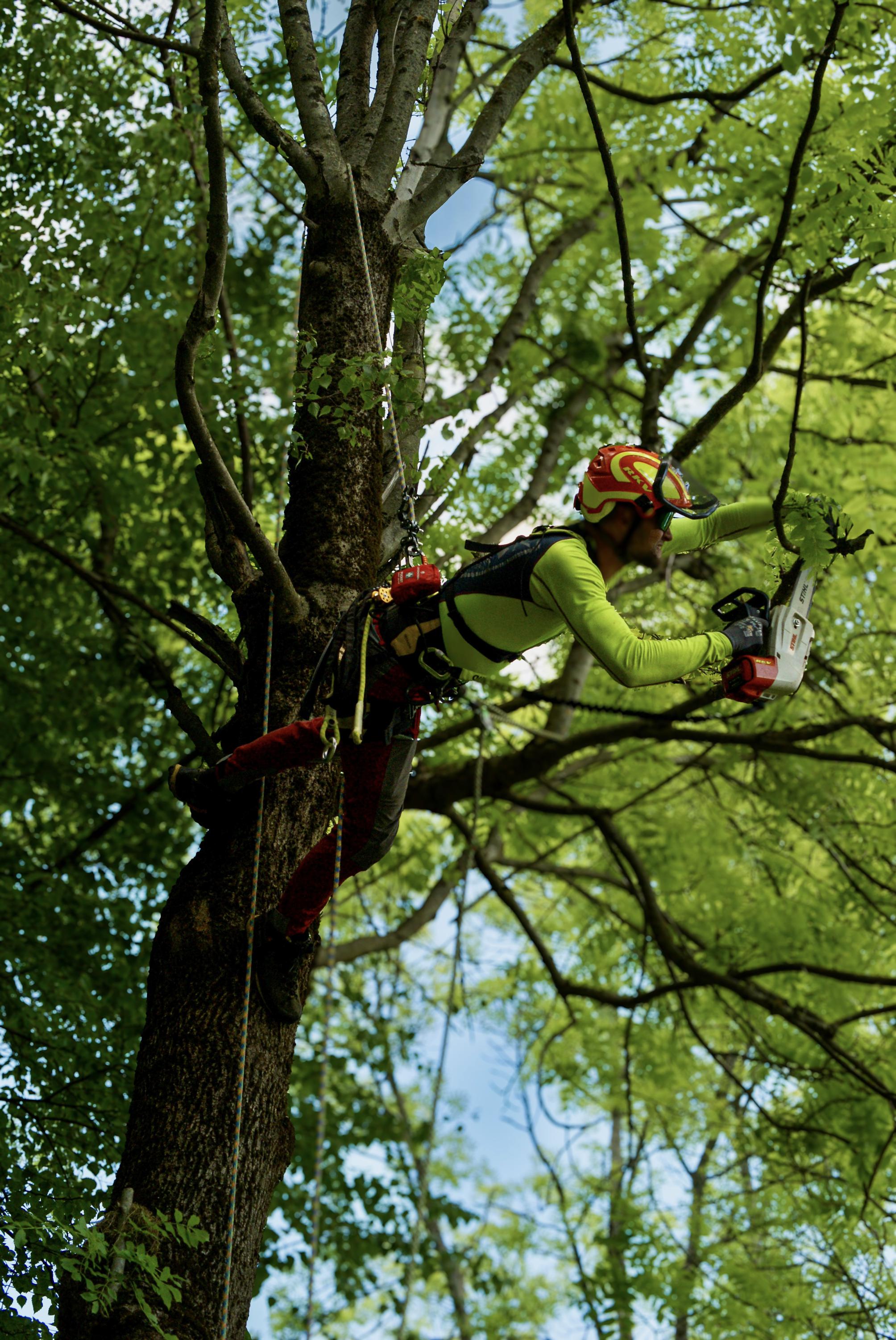 RKV Rizikové Kácení Vychodil foto 4