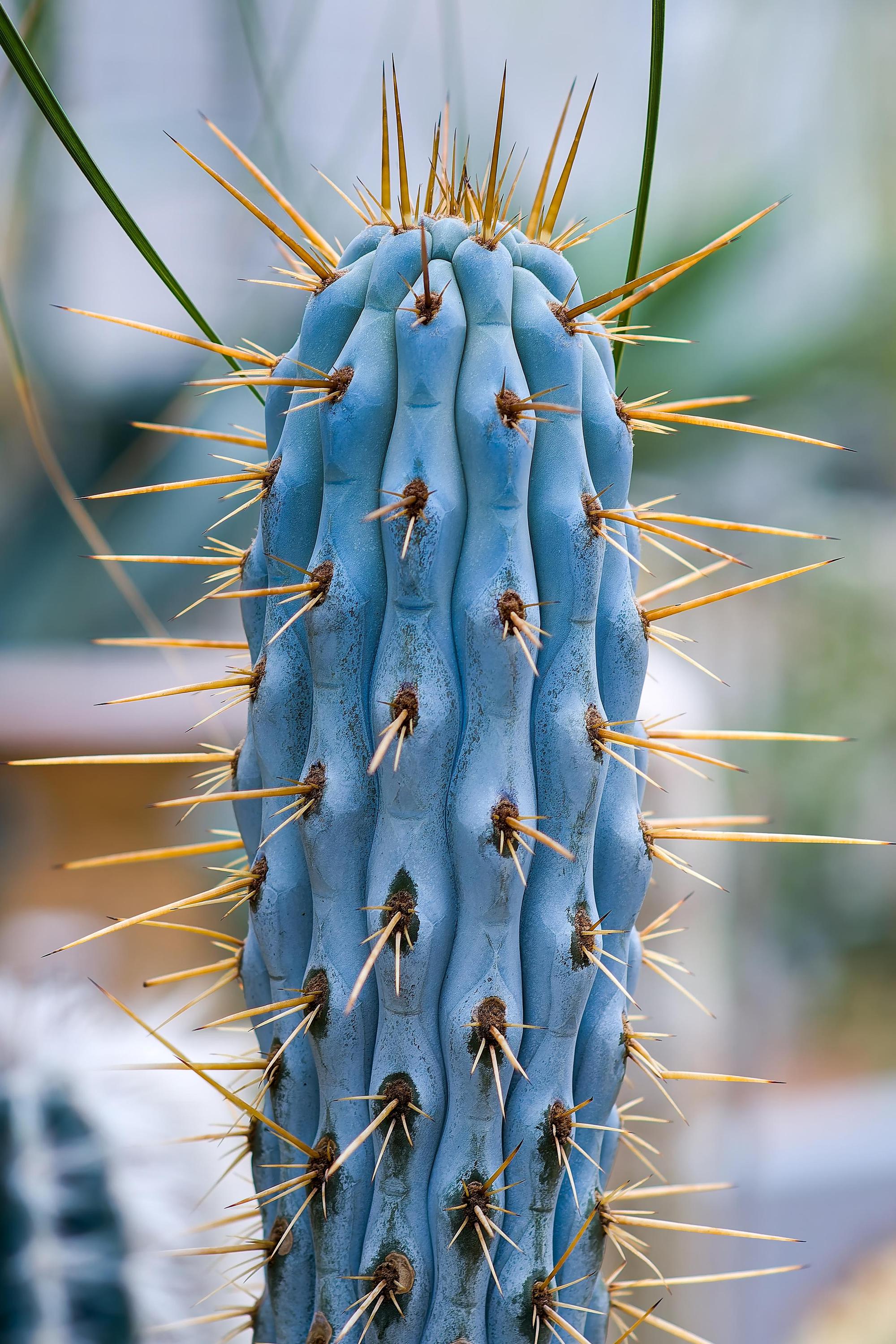 Botanická zahrada Přírodovědecké fakulty Masarykovy univerzity foto 4