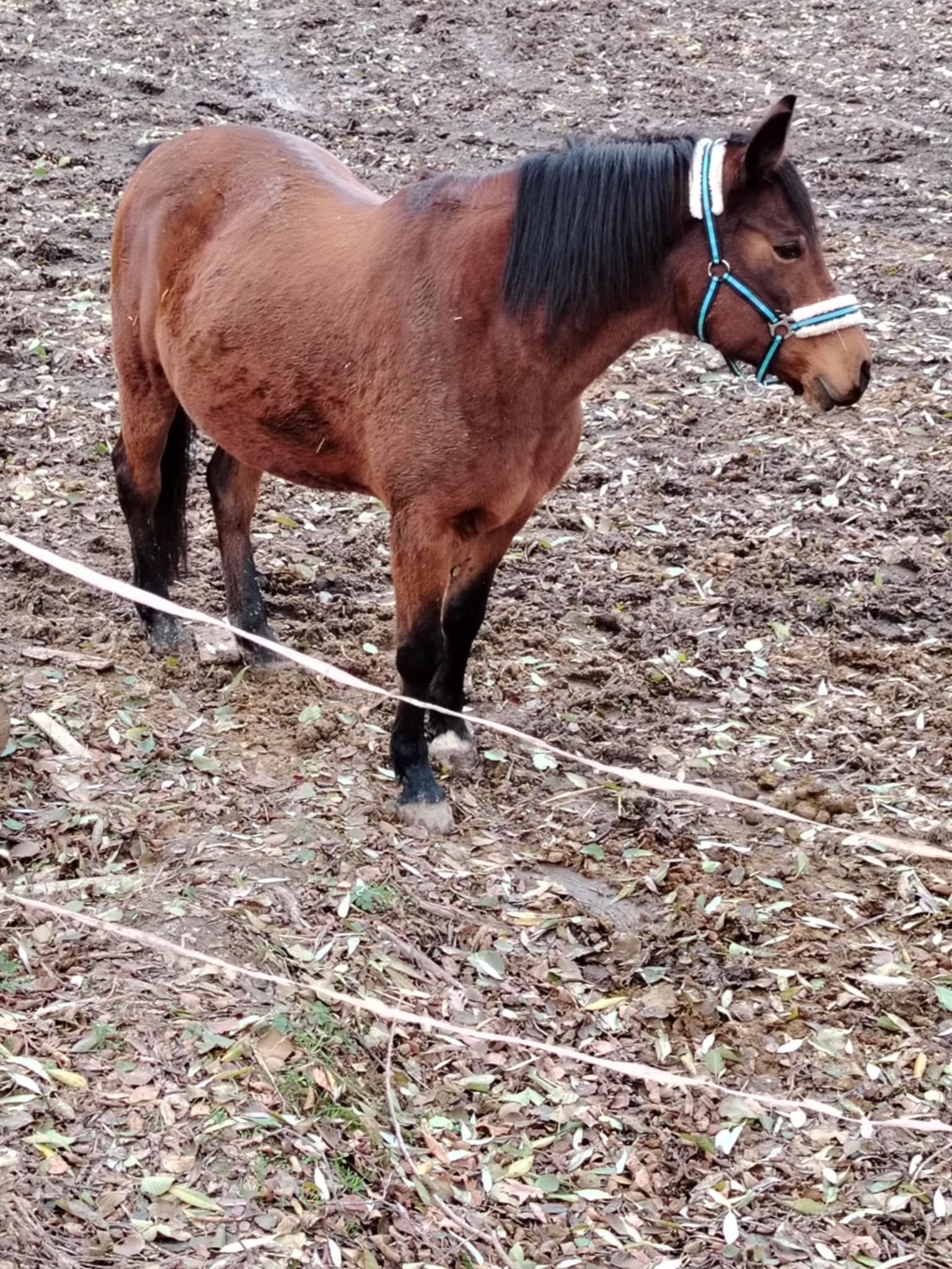 Šokland pastviny pro volný chov foto 1