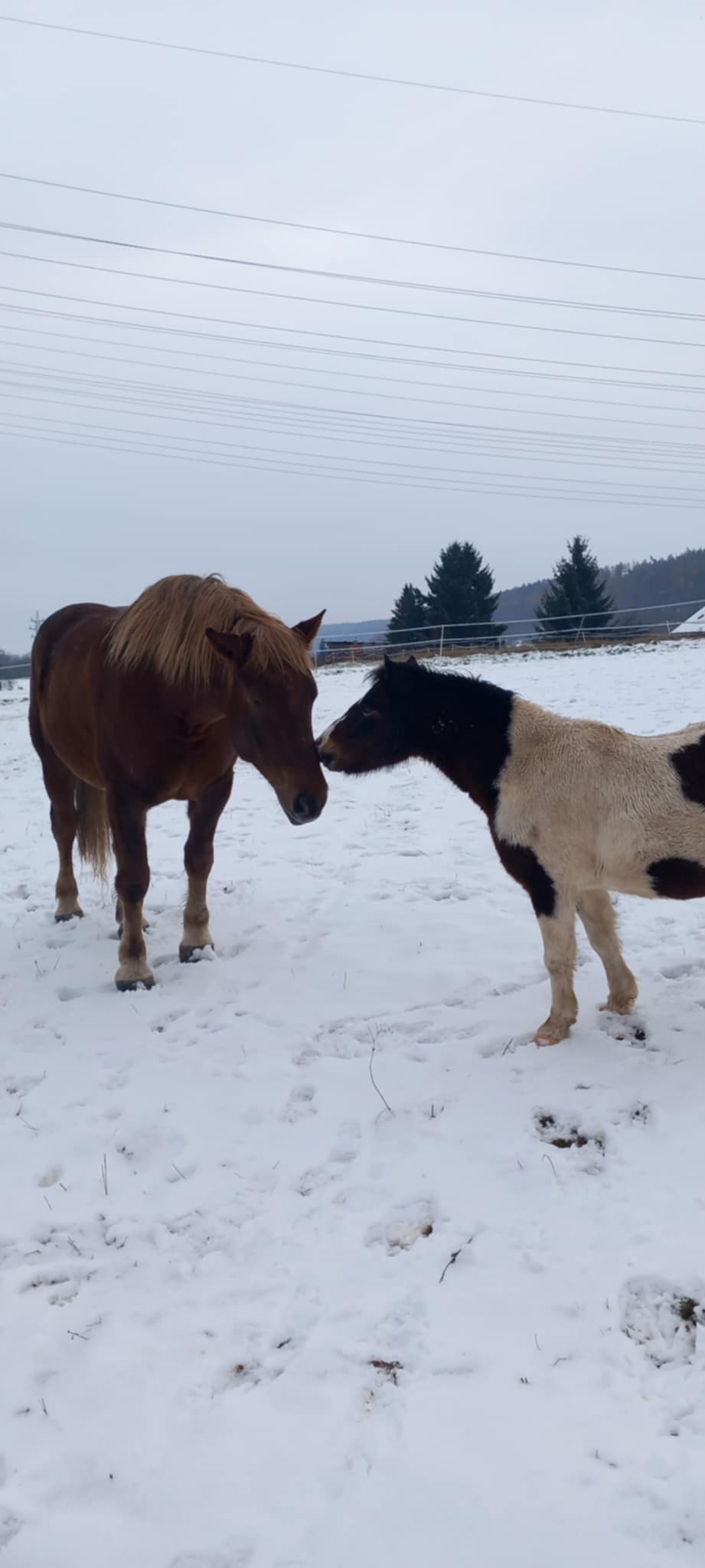 Jezdecká stáj Podstráň foto 3