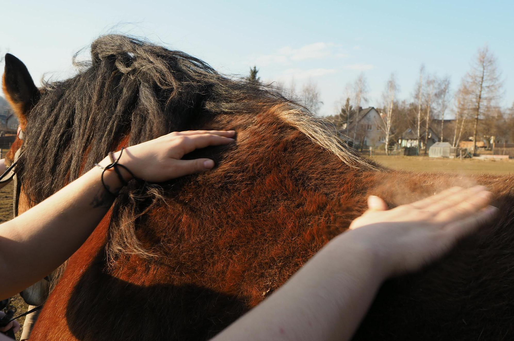 Equinea - fyzioterapie koní a psů