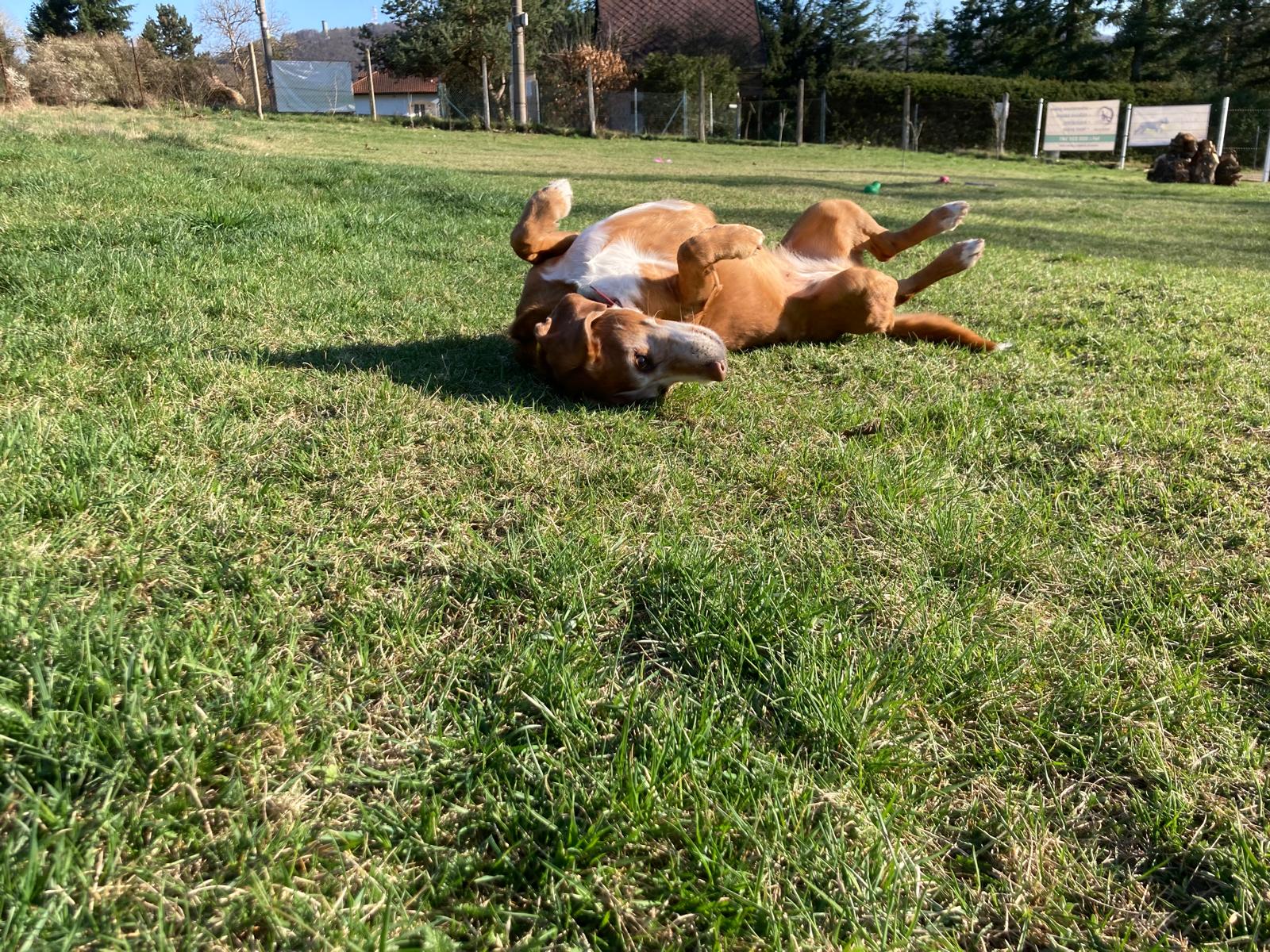 Psí hotel Dog house foto 3